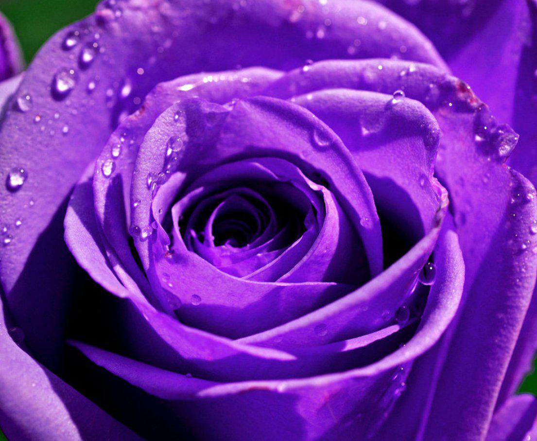Px, File Size - Purple Rose Hd Wallpaper Download , HD Wallpaper & Backgrounds
