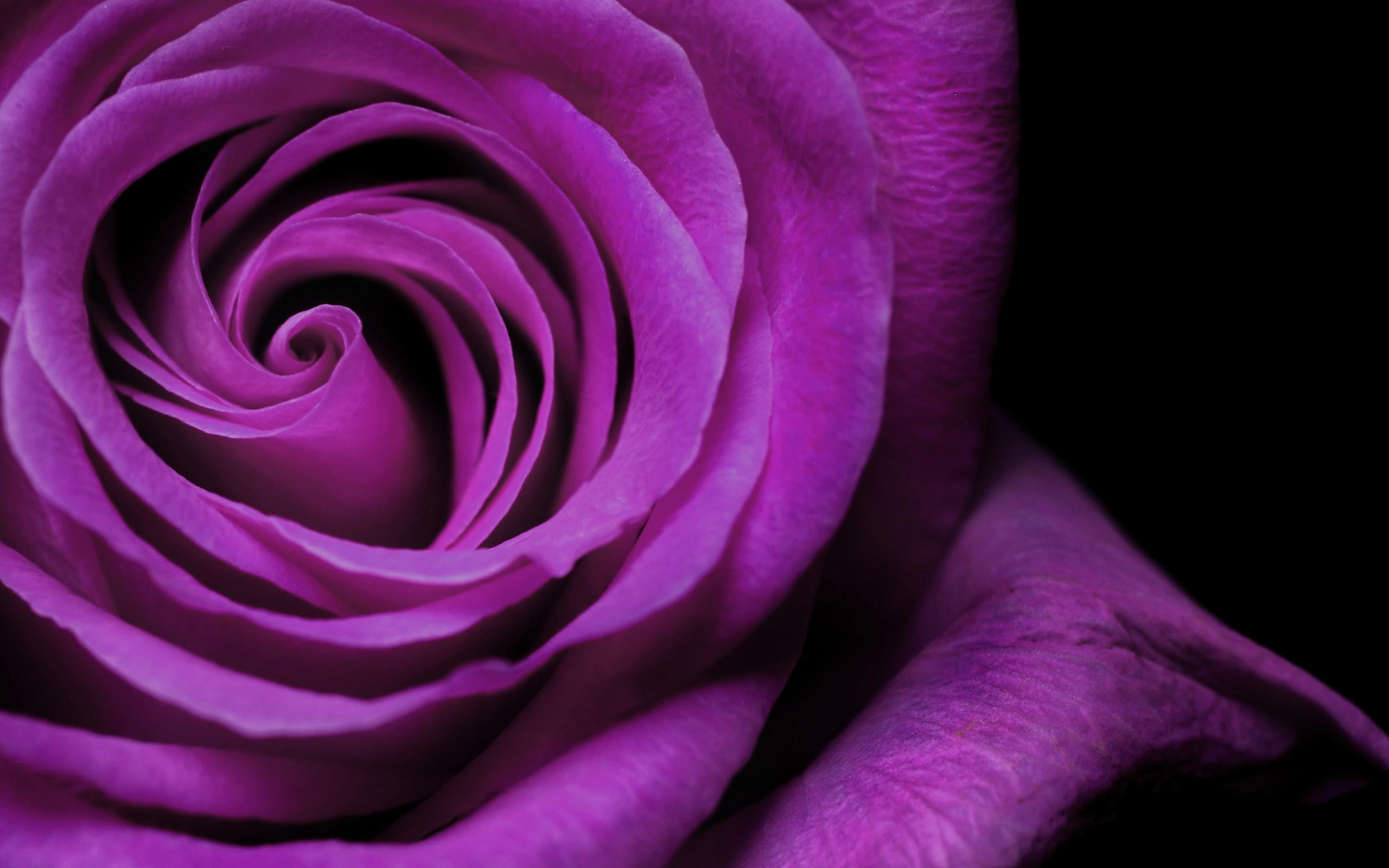 Purple Rose Mawar Ungu Widescreen - Royal Blue Color Wallpaper Hd , HD Wallpaper & Backgrounds