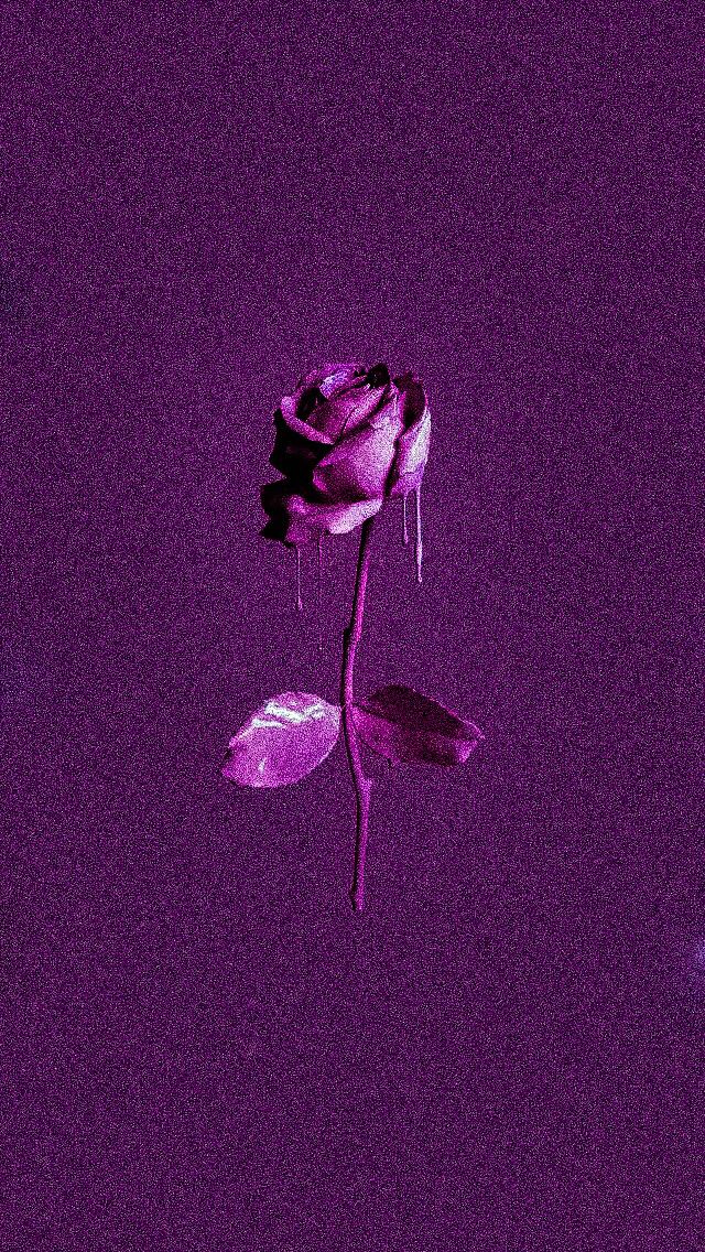 Purple Rose, Grain Effect, Paint, Hd, Photography, - Garden Roses , HD Wallpaper & Backgrounds