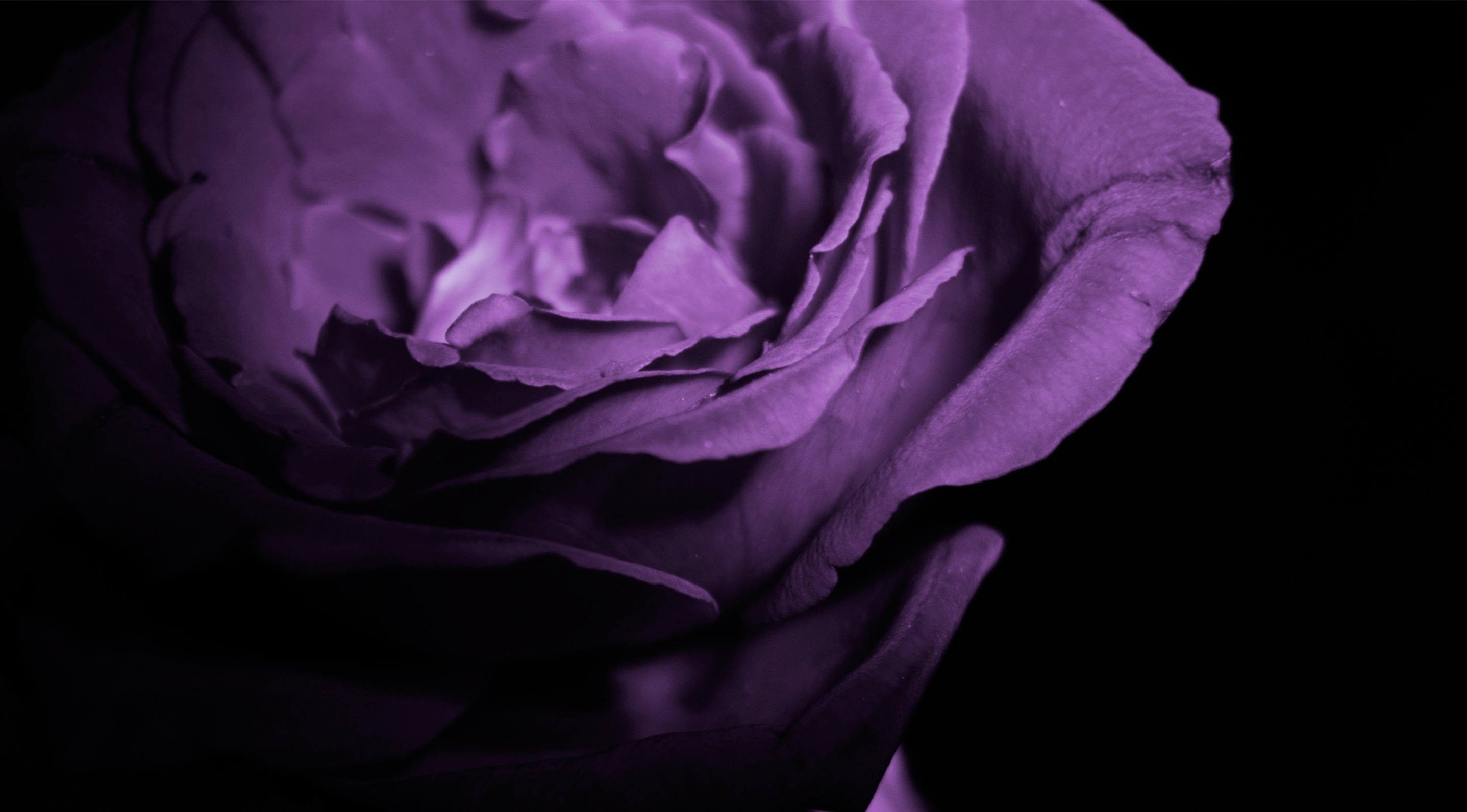 Full Hd Purple Rose Wallpaper - Full Hd Rose Purple , HD Wallpaper & Backgrounds