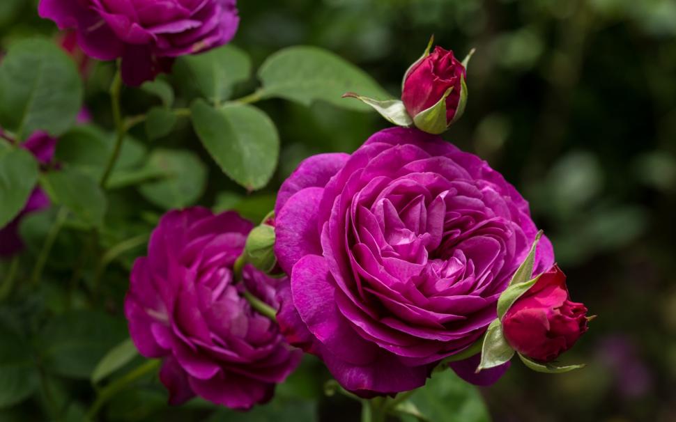 Heidi Klum Rose, Purple Rose Flowers Wallpaper - Purple Rose , HD Wallpaper & Backgrounds