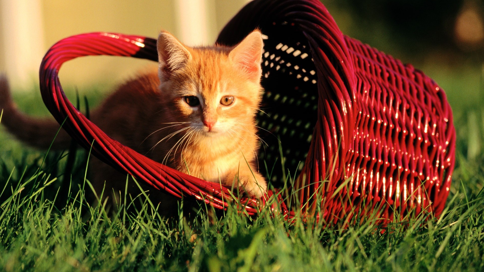 Sweet Cute Wallpaper High Definition - Gatos Dentro Da Cesta , HD Wallpaper & Backgrounds