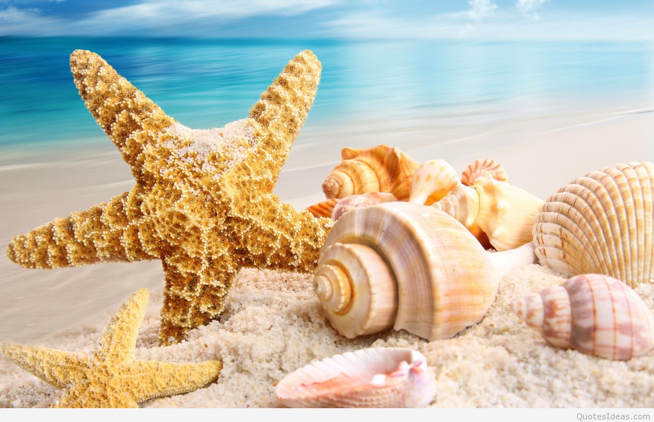 Summer Wallpapers Hd - Beach Shells (#335793) - HD Wallpaper \u0026 Backgrounds  Download, image size:1280x827