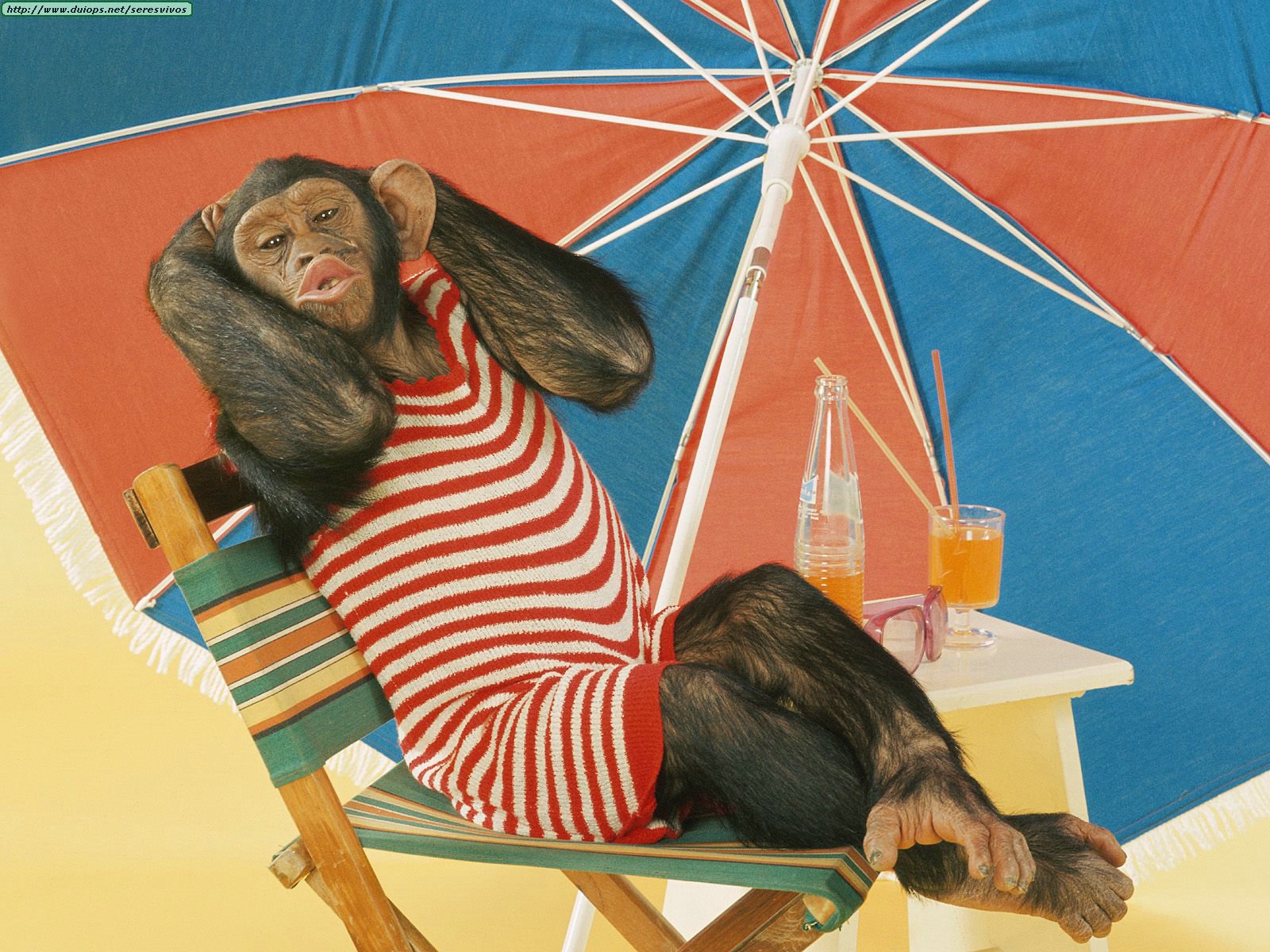 Funny Summer Desktop Wallpaper All Funny - Monkey In Beach , HD Wallpaper & Backgrounds