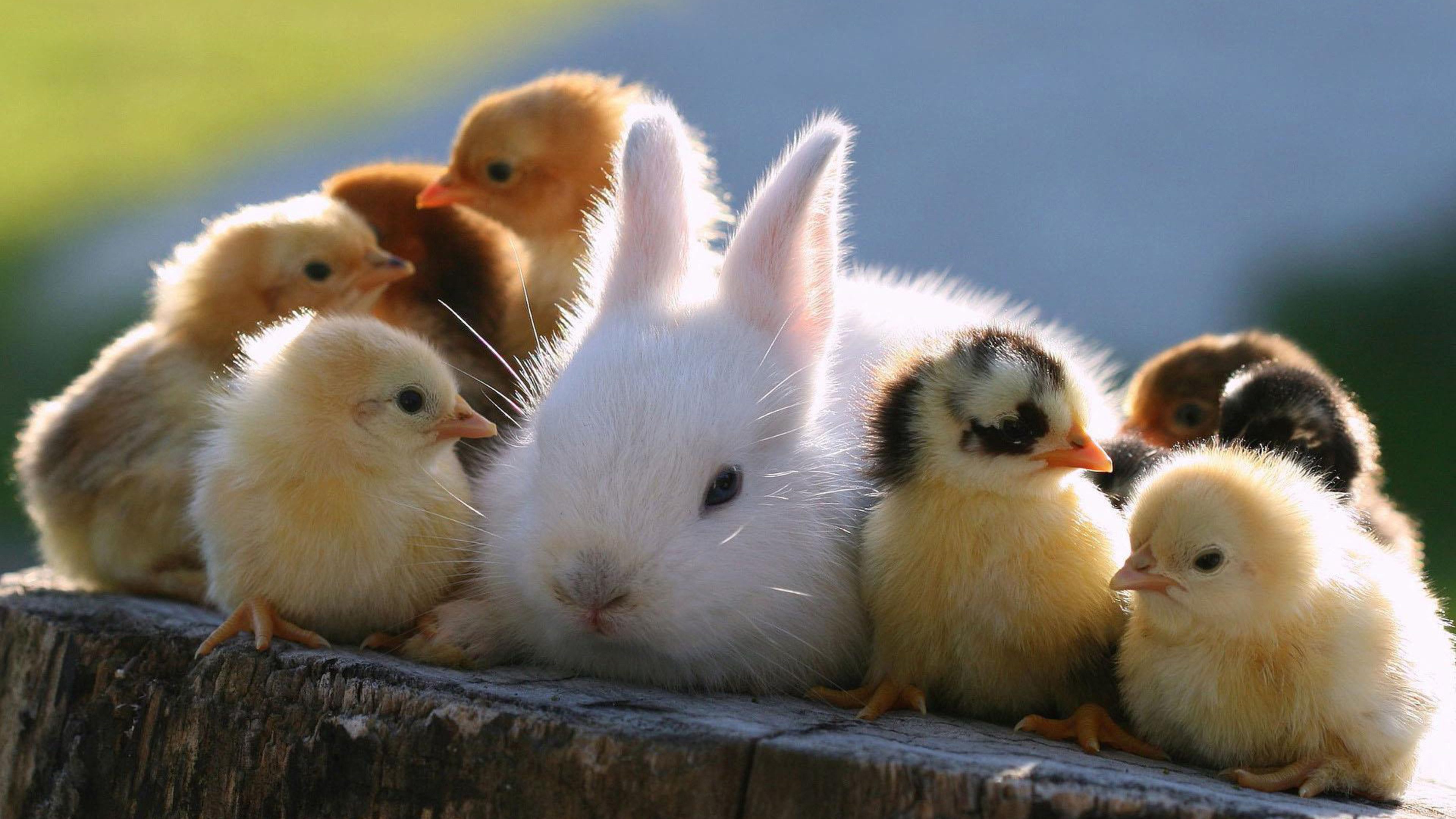 Collection Of Free Cute Wallpapers Download On Hdwallpapers - Cute Chicks And Bunnies , HD Wallpaper & Backgrounds