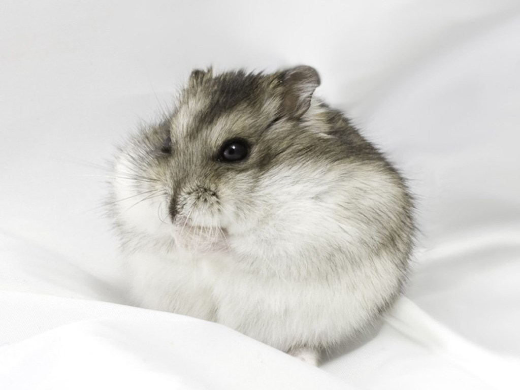 Cute Flat Hamster Wallpaper - Dwarf Hamster , HD Wallpaper & Backgrounds