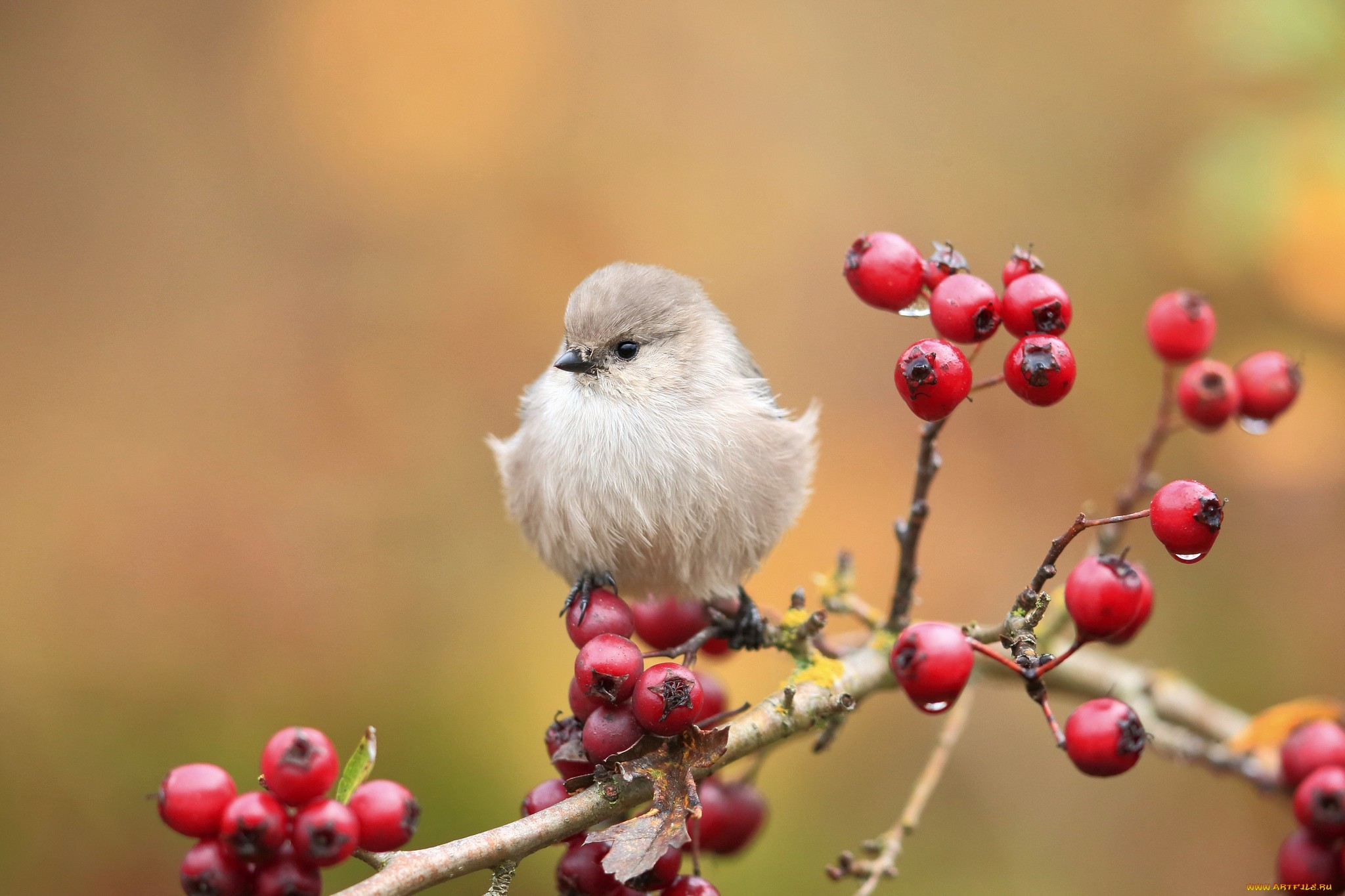 Sweet Cute Birds Wallpapers Jpg - Cute Bird On Branch , HD Wallpaper & Backgrounds