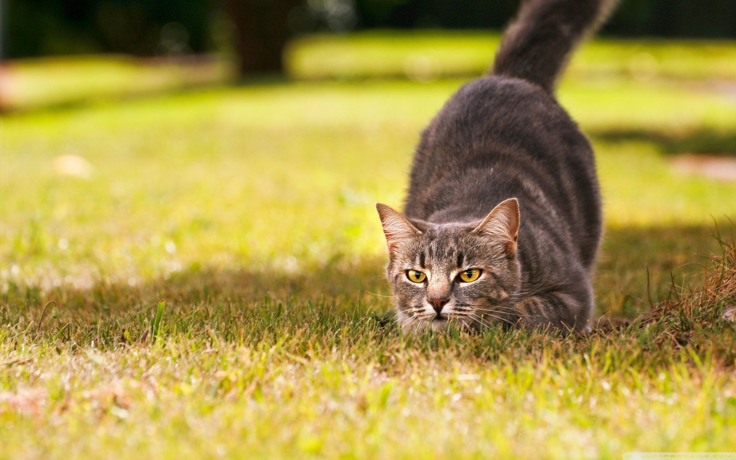 Hunting Cat , HD Wallpaper & Backgrounds