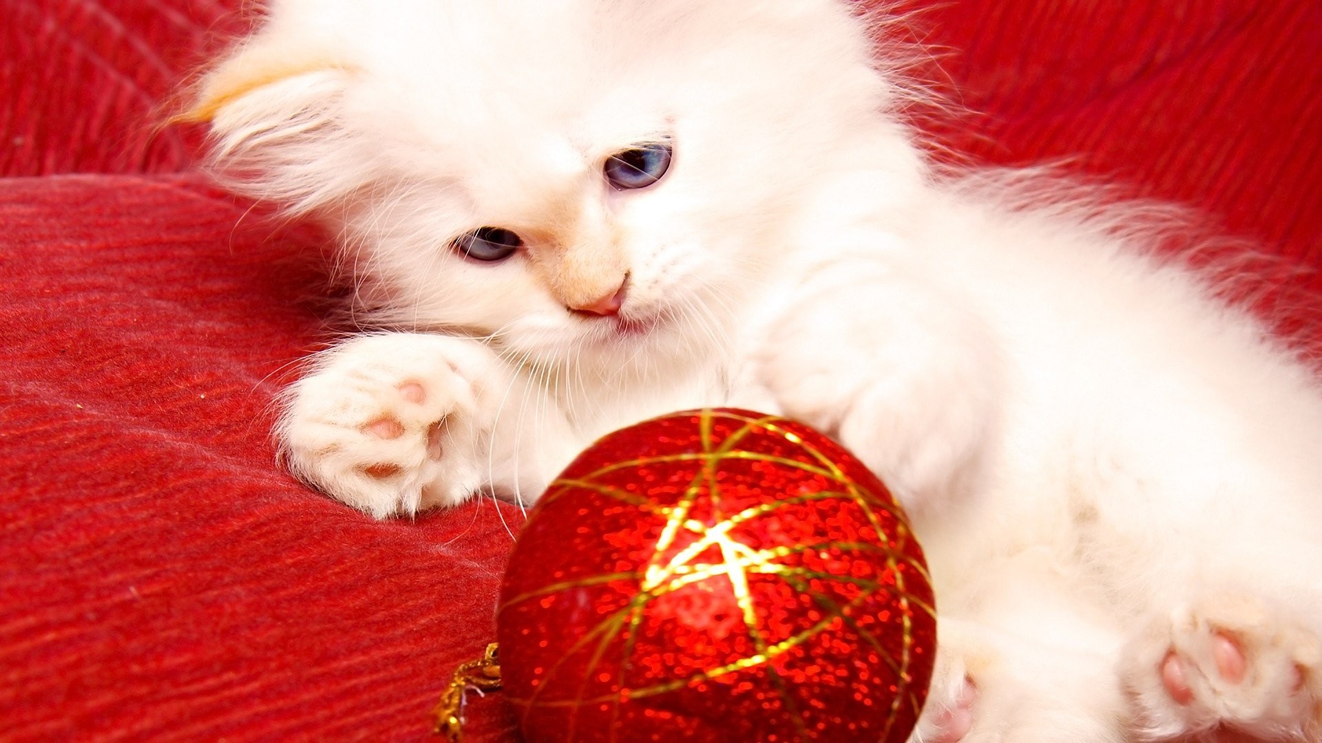 Sweet Cute Wallpaper Full Hd - Christmas Tree Wallpaper Cat , HD Wallpaper & Backgrounds