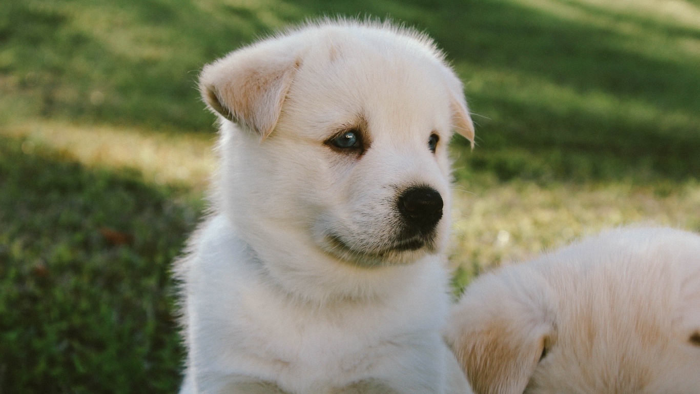 Wallpaper Puppy, Dog, Muzzle, Cute - Cute Dog , HD Wallpaper & Backgrounds