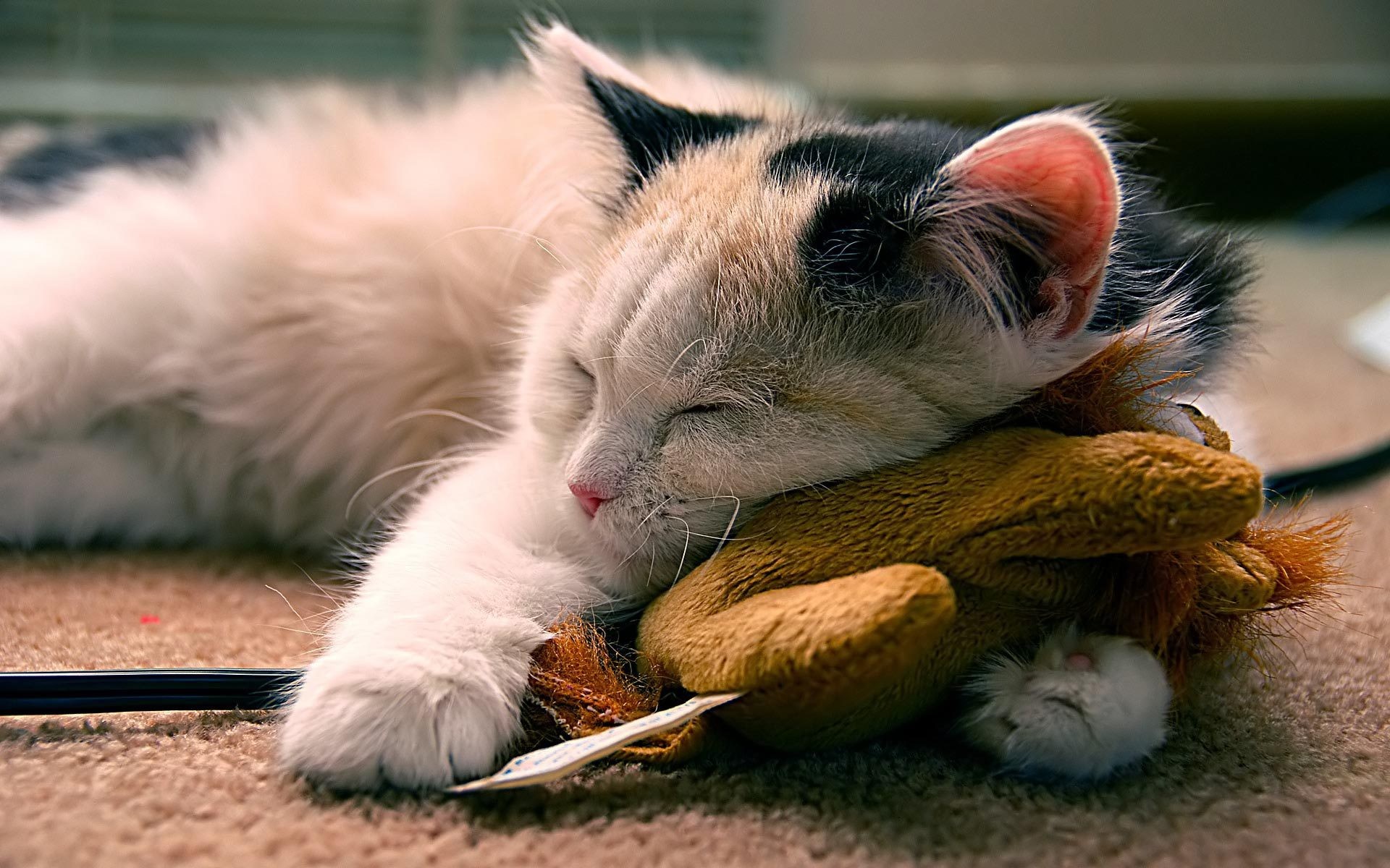 Adorable Wallpapers Teddybear 1920 1200 Hd Wallpapers - Beautiful Sleeping Cats , HD Wallpaper & Backgrounds