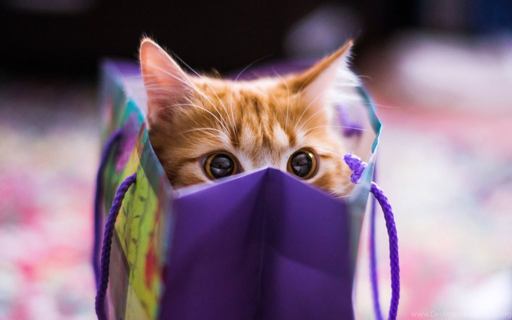 Cat Inside A Bag , HD Wallpaper & Backgrounds