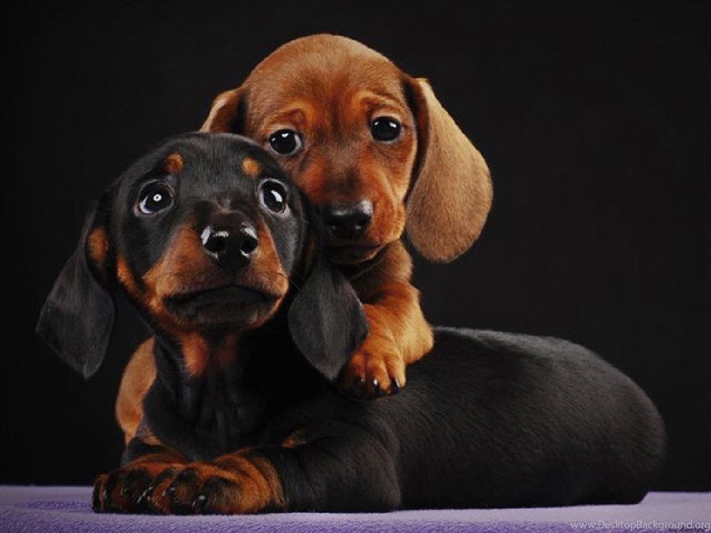Adorable Dachshund , HD Wallpaper & Backgrounds