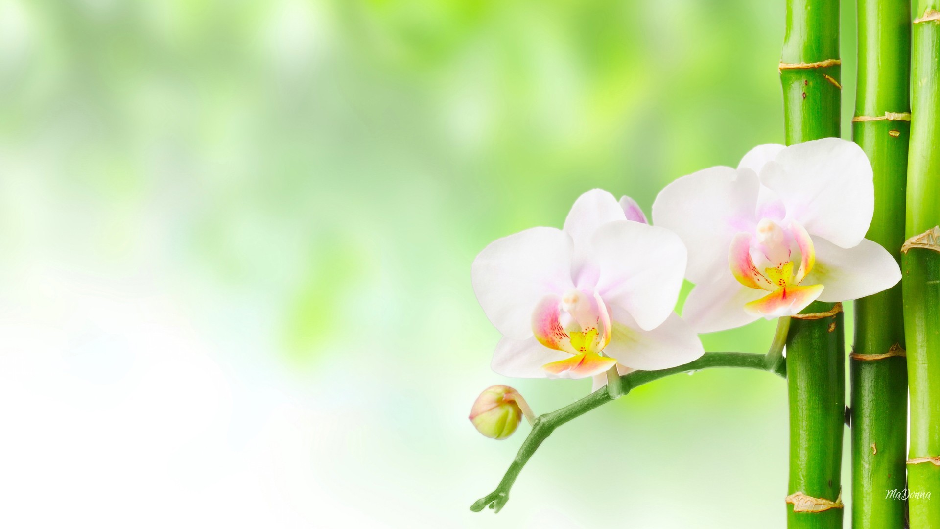 Orchid Bamboo , HD Wallpaper & Backgrounds