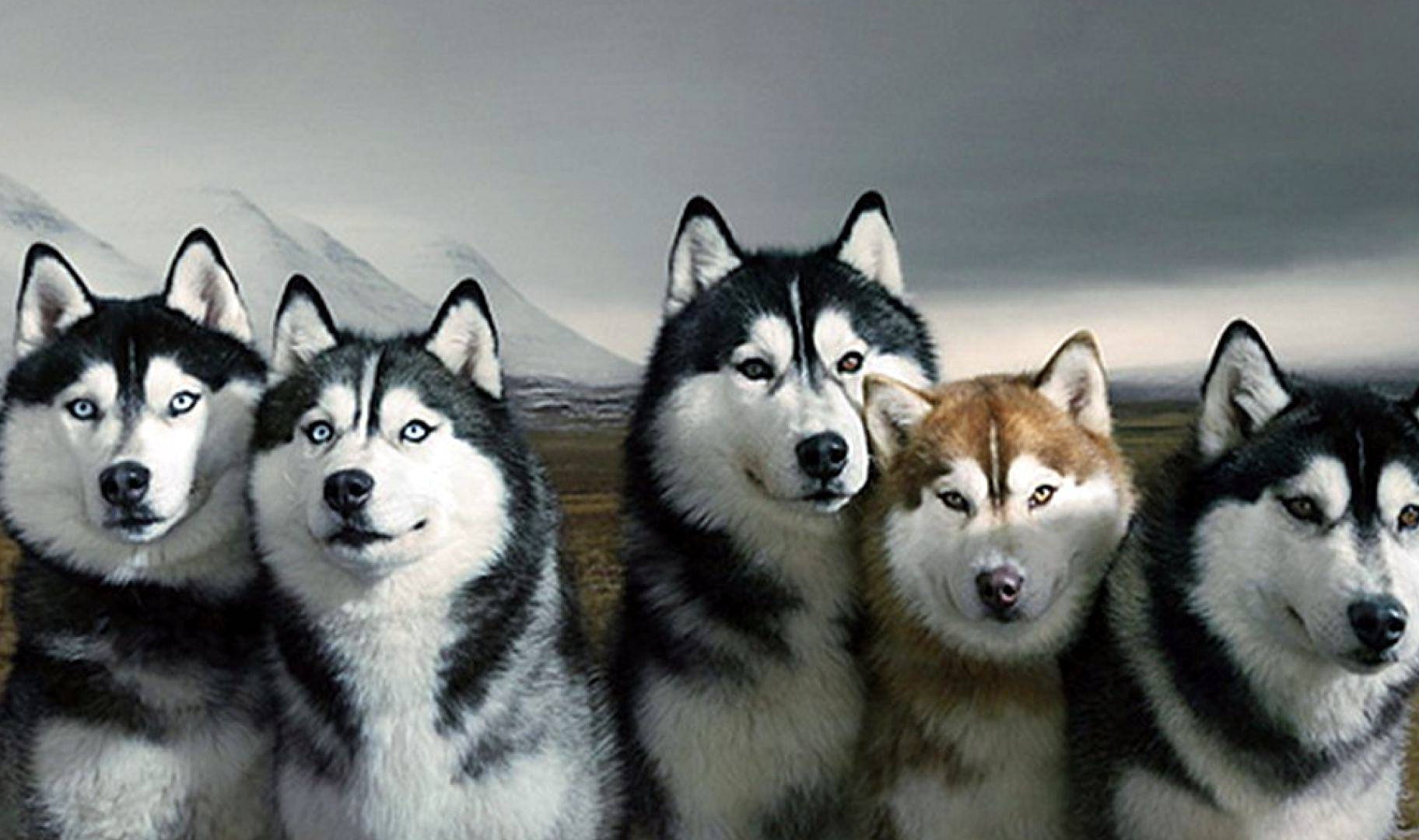 Siberian Husky Wallpaper - Husky , HD Wallpaper & Backgrounds
