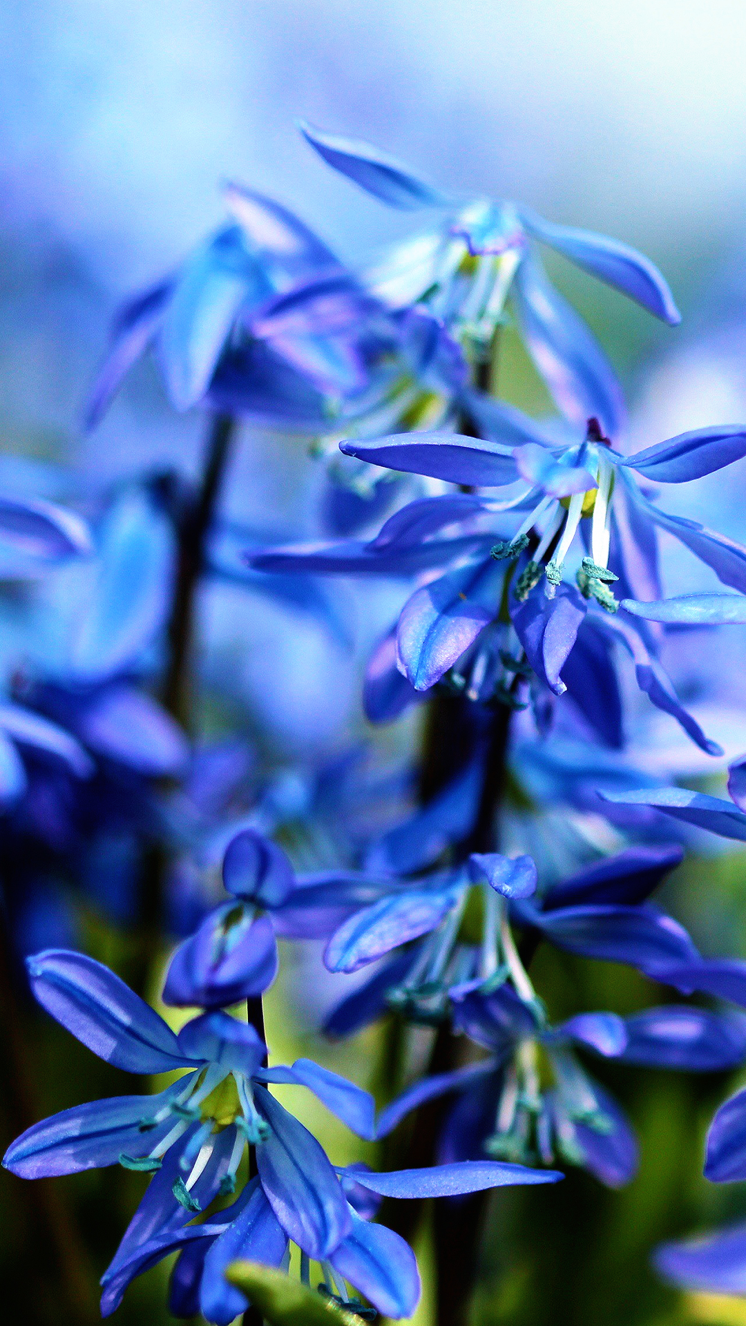 Bluebell Flowers Phone Wallpaper - Alittle Perspective , HD Wallpaper & Backgrounds