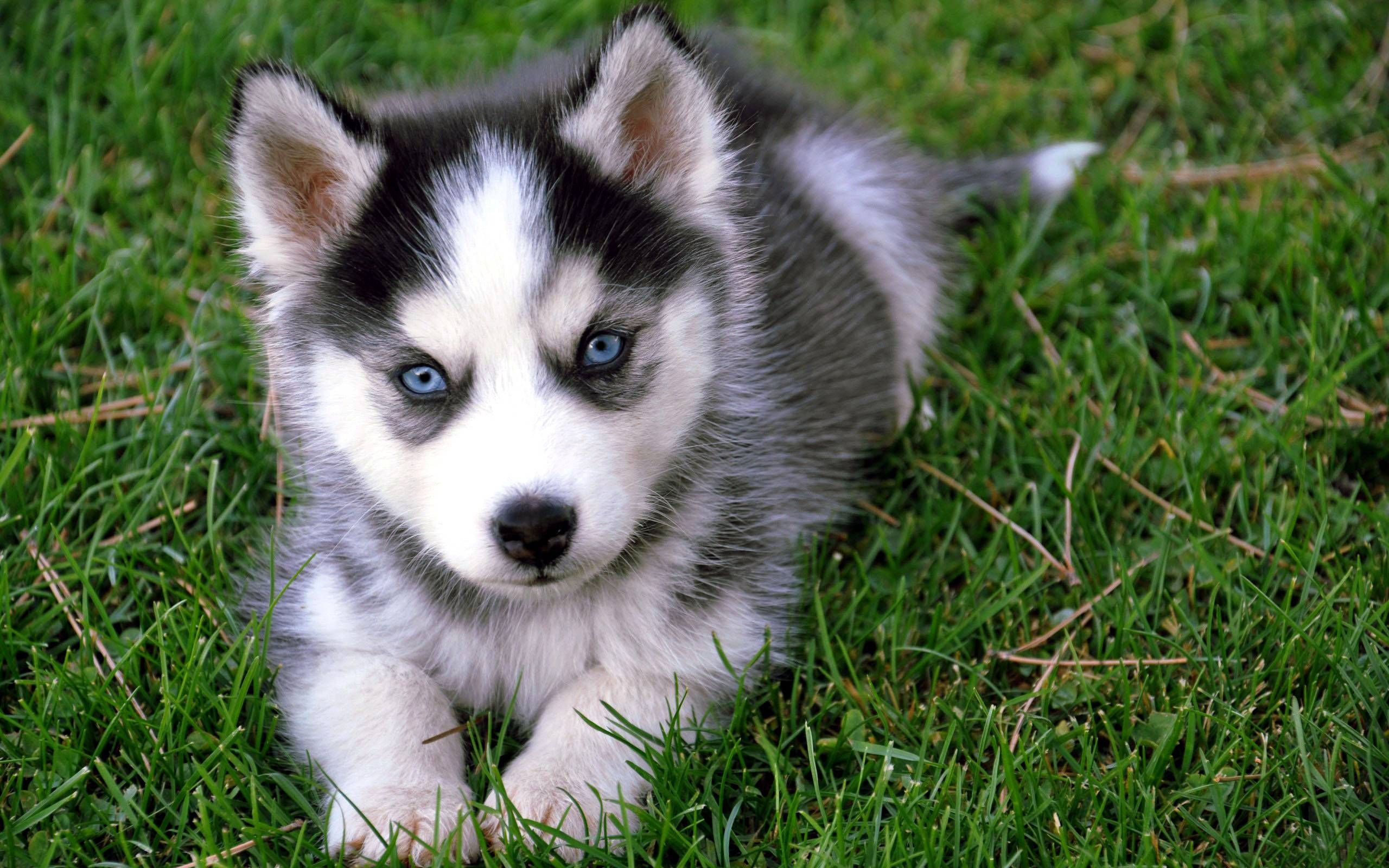 Full Hd Wallpaper Search - Cute Husky Puppies , HD Wallpaper & Backgrounds