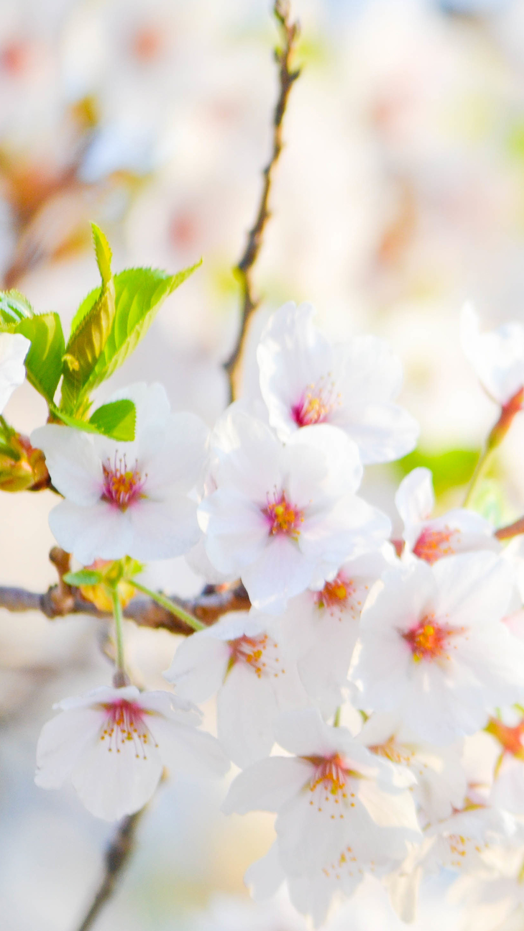 White Flower Phone Wallpaper - Flower Phone Wallpaper Hd , HD Wallpaper & Backgrounds