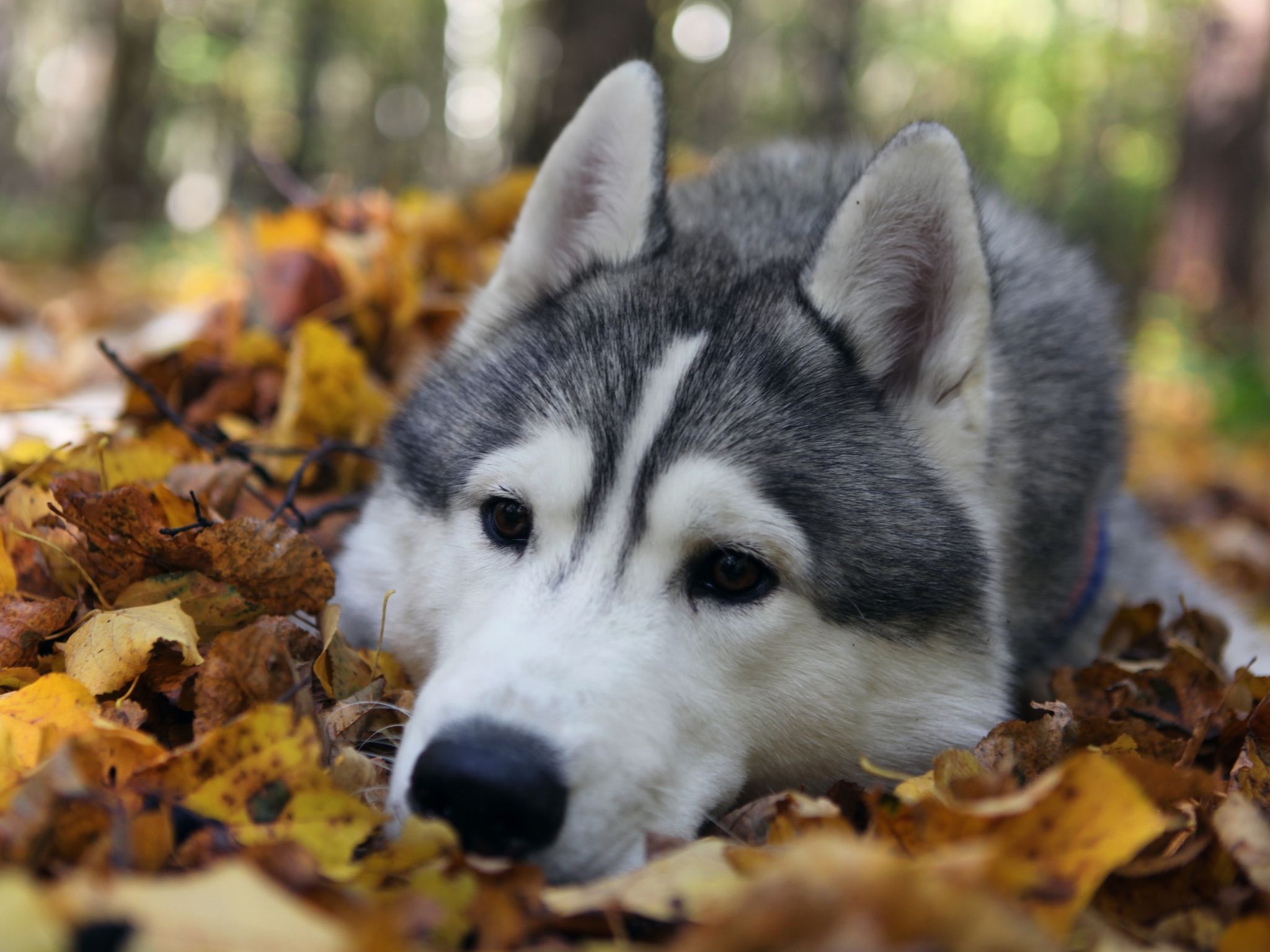 Baby Siberian Husky Wallpaper - Cute Husky Wallpaper Hd , HD Wallpaper & Backgrounds