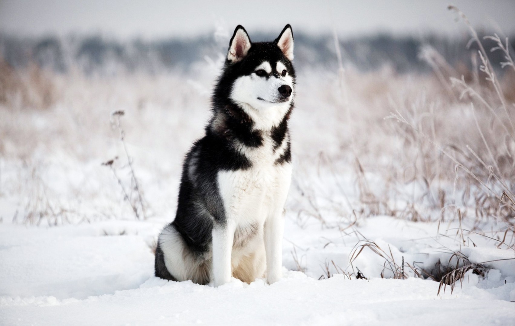 Siberian Husky Wallpapers Full Hd , HD Wallpaper & Backgrounds