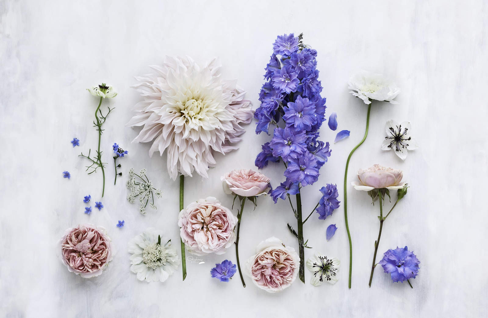 Cristina Colli Is An Artist, Photographer, And Teacher - Flower Desktop , HD Wallpaper & Backgrounds