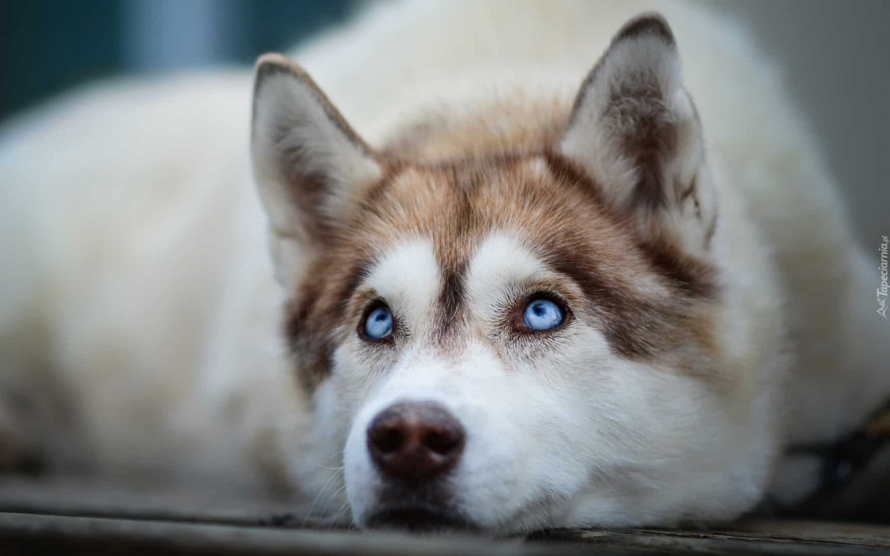 Sled Dog, Pet, Alaskan Malamute, Tamaskan Dog, Alaskan - Husky High Quality , HD Wallpaper & Backgrounds