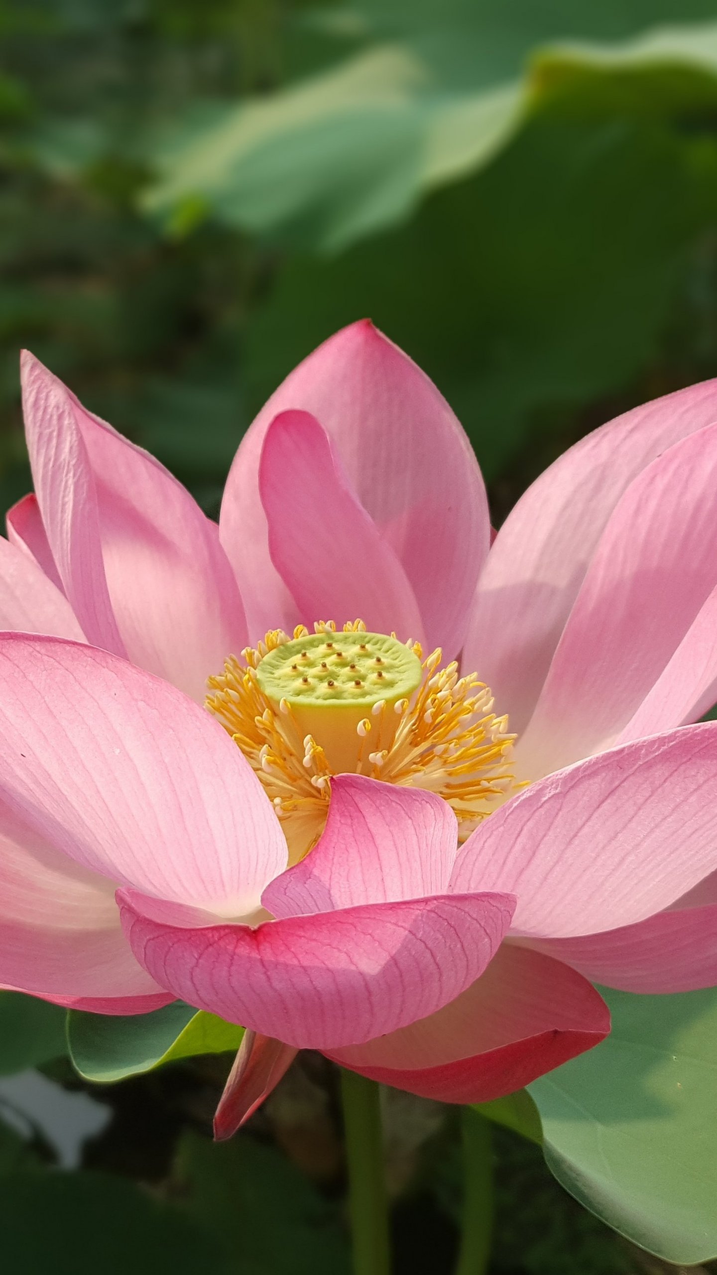 Lotus Flower - Flowers , HD Wallpaper & Backgrounds