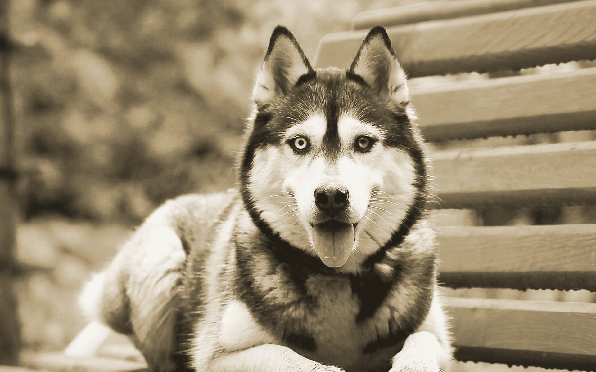 Siberian Husky Wallpaper - Husky Dog Full Hd , HD Wallpaper & Backgrounds