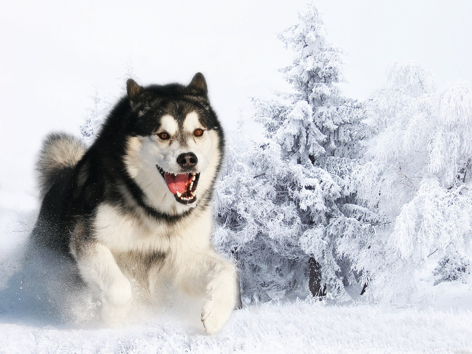 Siberian Husky , HD Wallpaper & Backgrounds