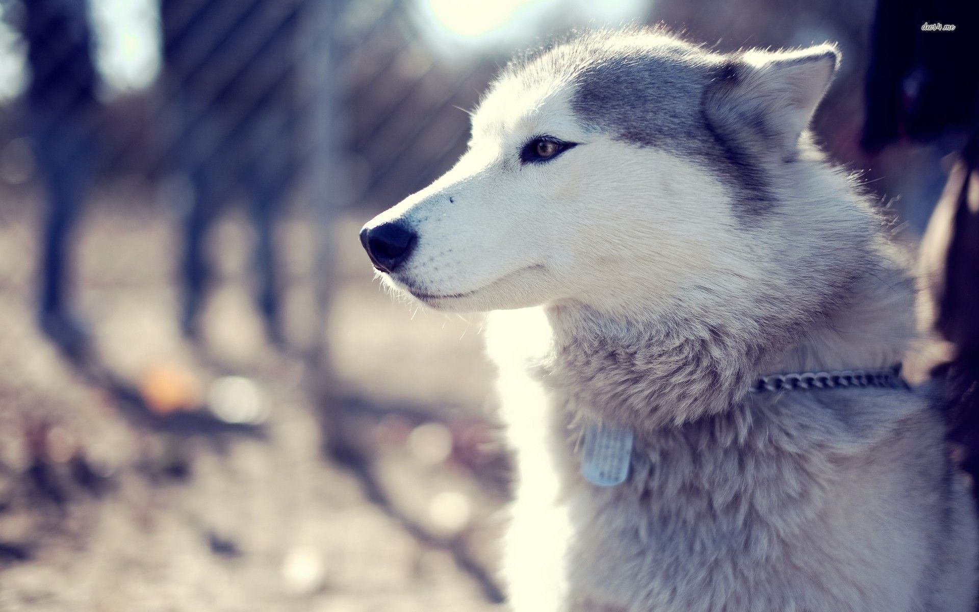 Husky Wallpaper Dogs What Look Like Wolves 341295 Hd