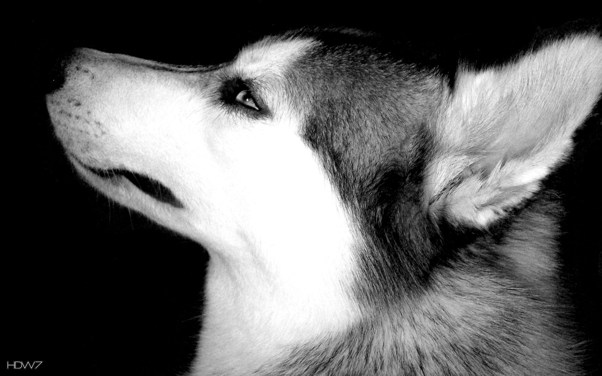 Siberian Husky Wallpaper - Facebook Cover Dog Husky , HD Wallpaper & Backgrounds