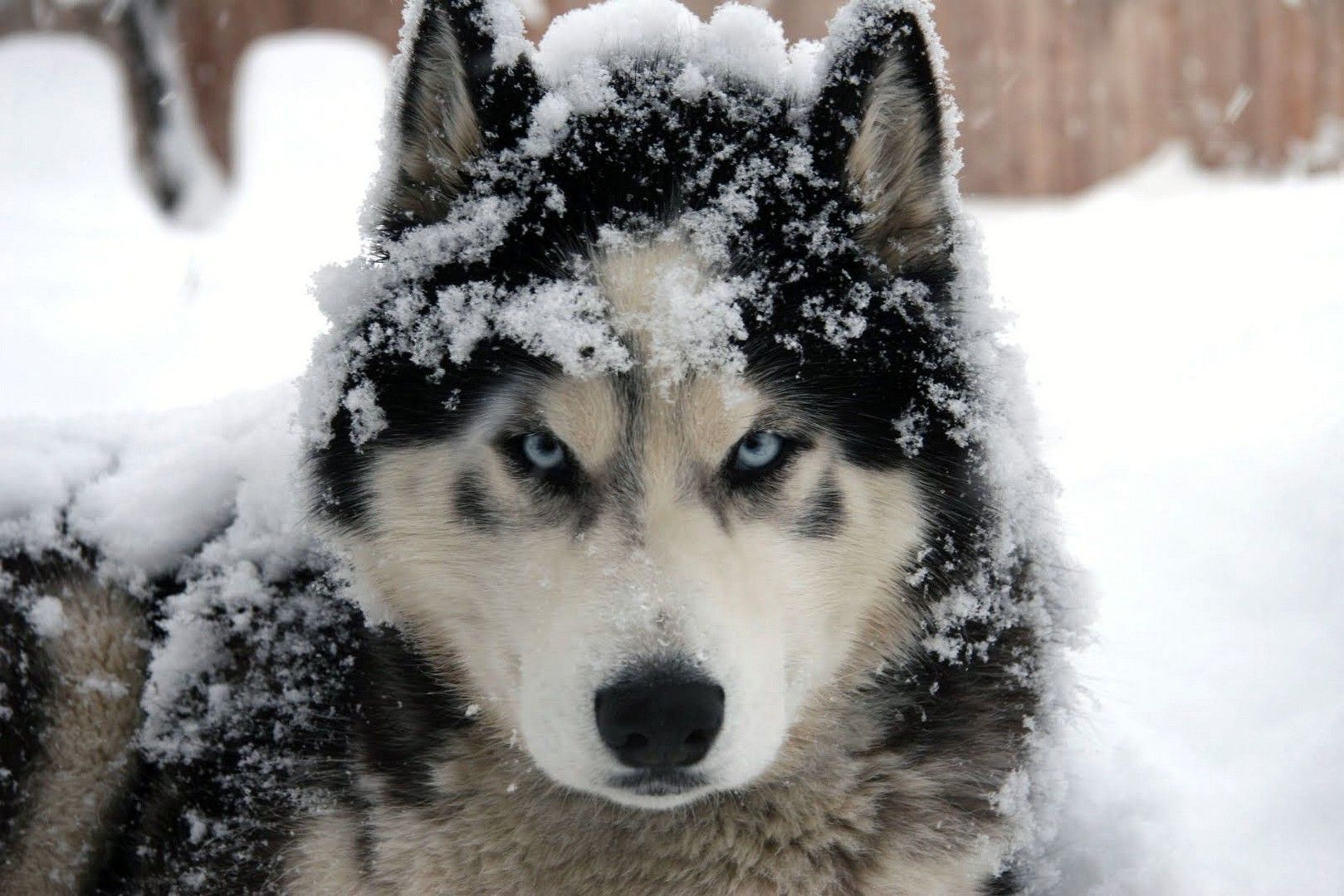 Siberian Husky Wallpaper Hd - Husky Siberiano Wallpaper Hd , HD Wallpaper & Backgrounds