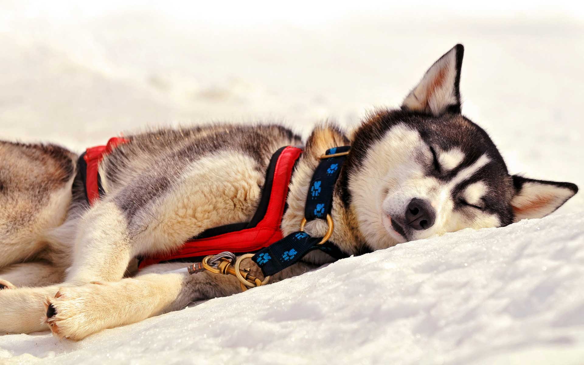 Siberian Husky Wallpapers - Sled Dog Sleeping , HD Wallpaper & Backgrounds