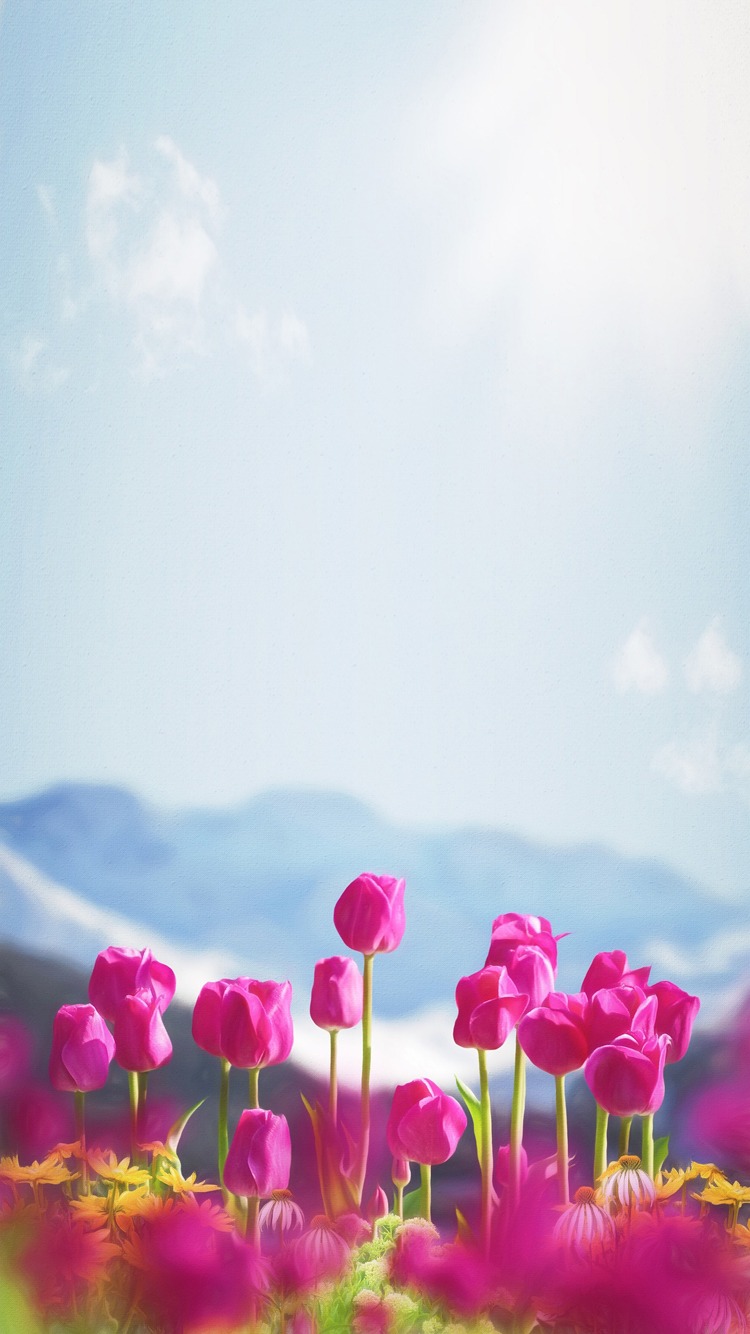 Download Now - Tulip , HD Wallpaper & Backgrounds