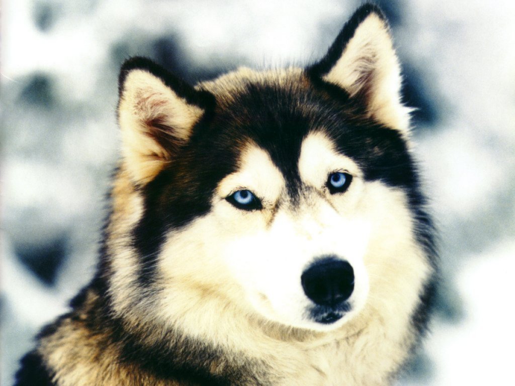 He Siberian Husky Is A Member Of The Working Breed - Siberian Husky , HD Wallpaper & Backgrounds