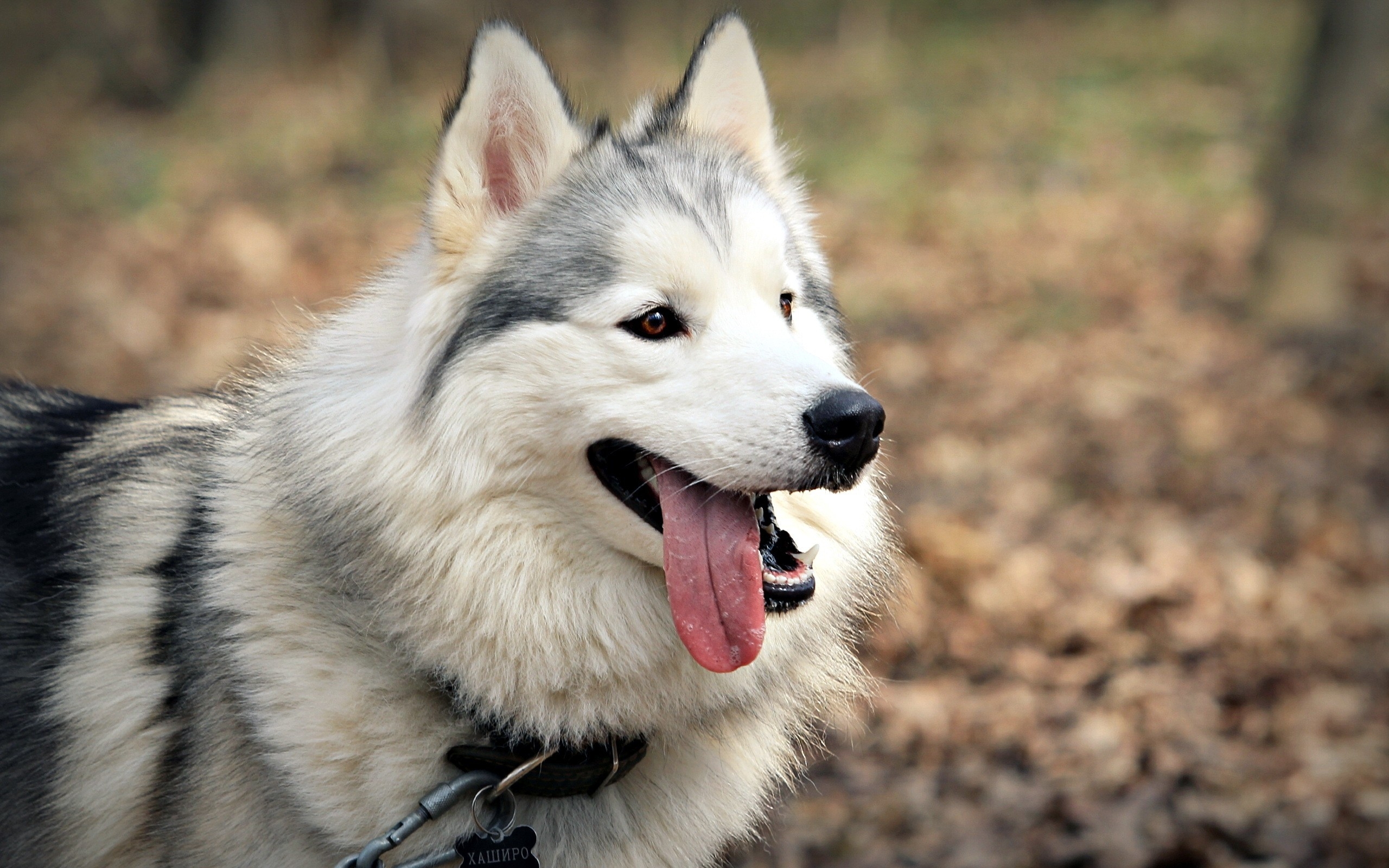 Hd Siberian Husky Wallpapers Desktop Free Download 341440 Hd