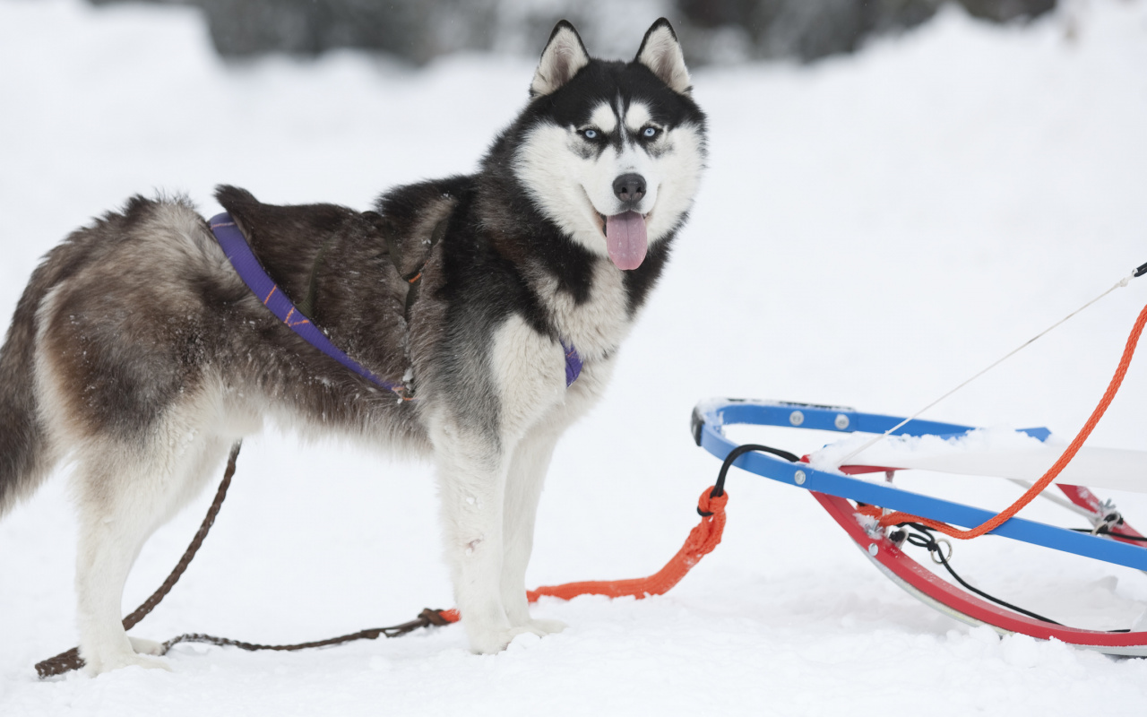 Siberian Husky, Dog Like Mammal, Animal, Greenland - Ездовая Собака , HD Wallpaper & Backgrounds