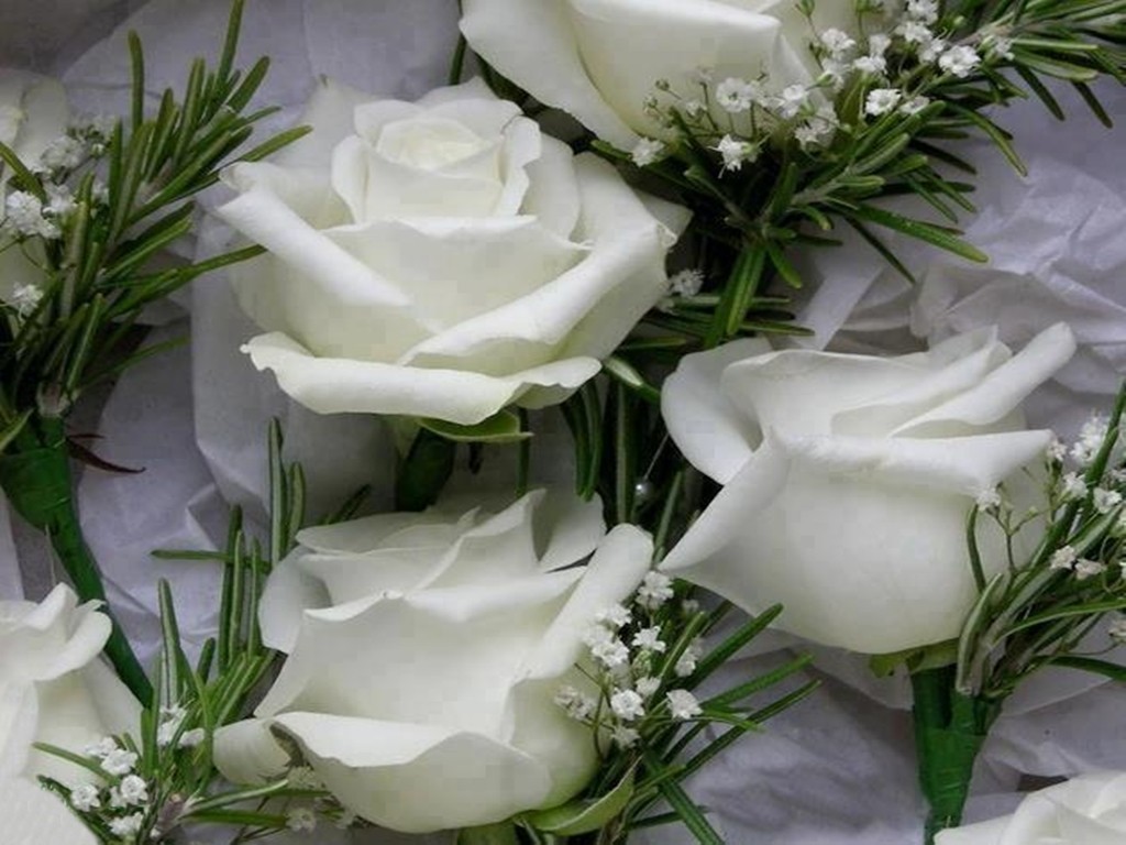 White Flowers Beautiful Roses Leaves Green Free Desktop - صور ورد من جميع الالوان , HD Wallpaper & Backgrounds