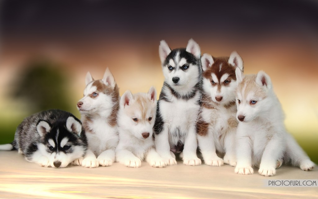 Husky Wallpaper - All Siberian Husky Colors , HD Wallpaper & Backgrounds
