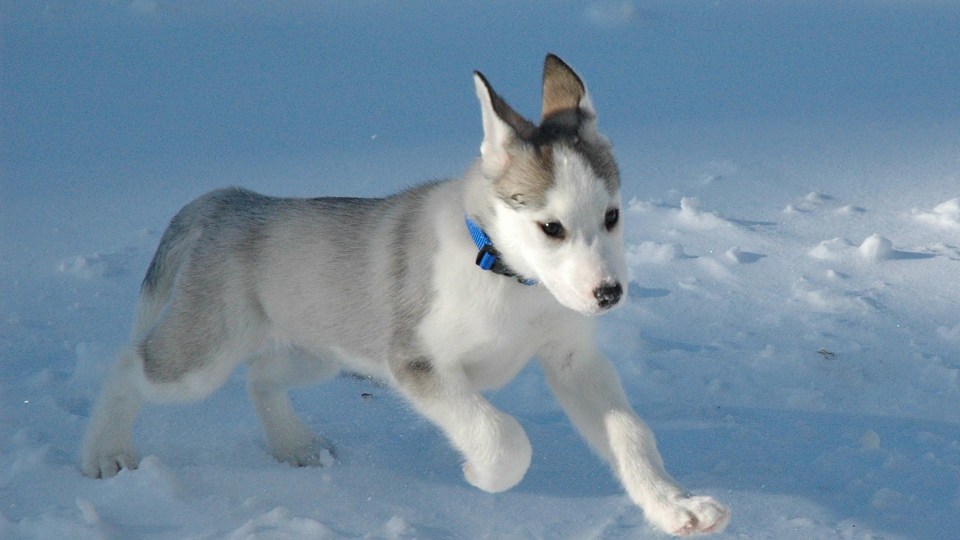 Cute Baby Husky Dog , HD Wallpaper & Backgrounds