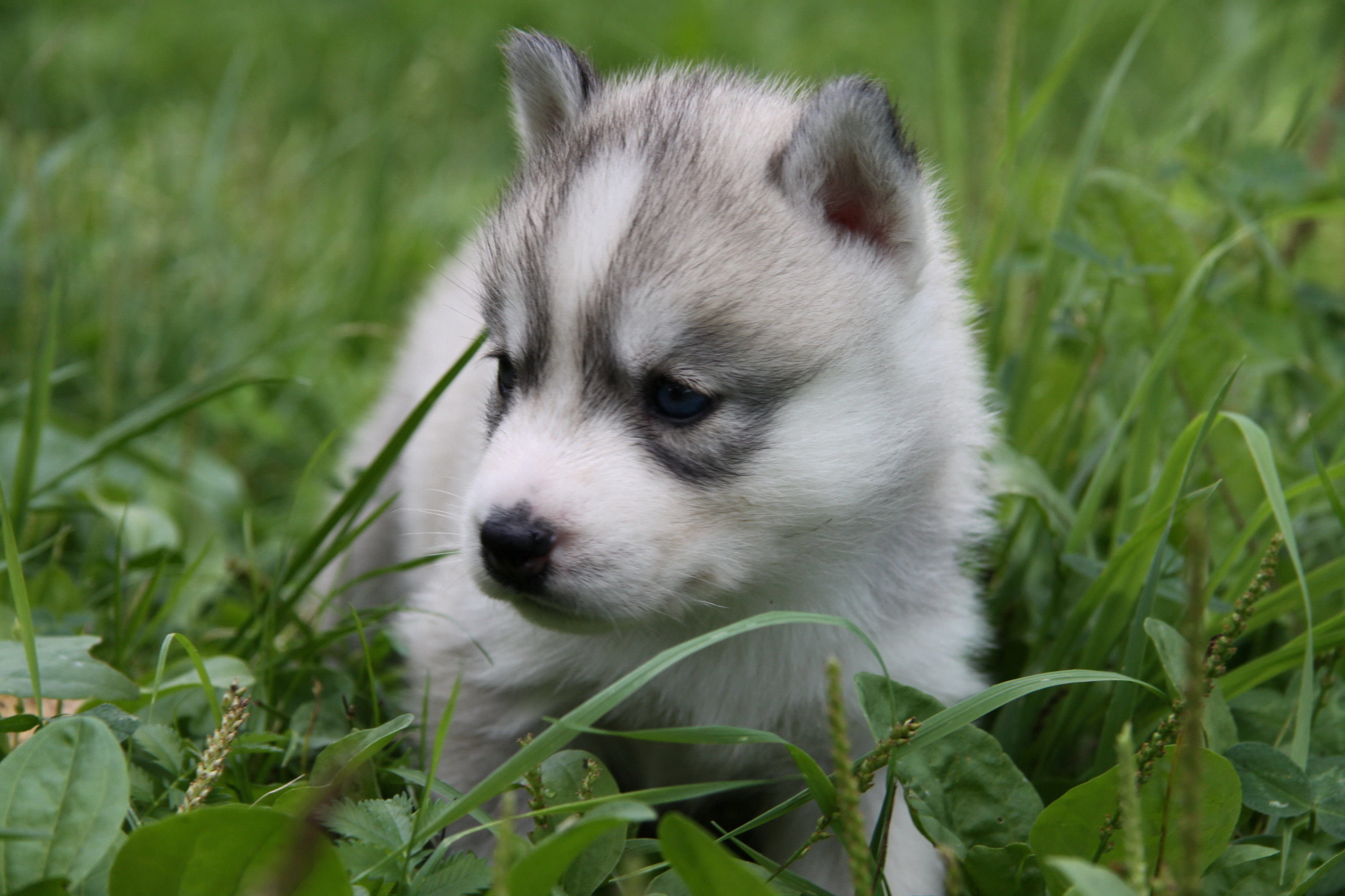 Wolf Cub , HD Wallpaper & Backgrounds