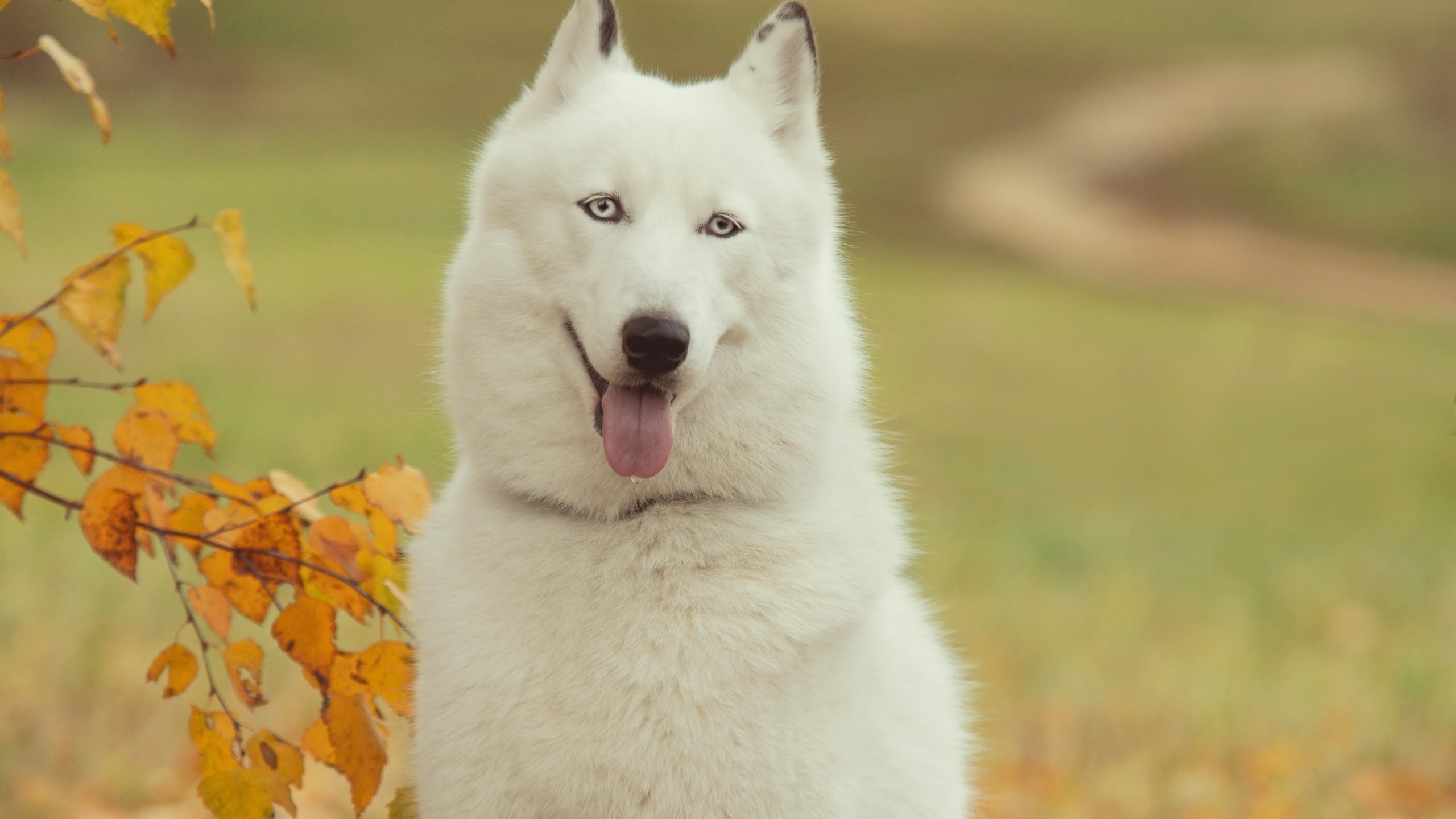 Photo Wallpaper Language, Each, Wallpaper, Dog, Husky, - White Husky Dog Hd , HD Wallpaper & Backgrounds