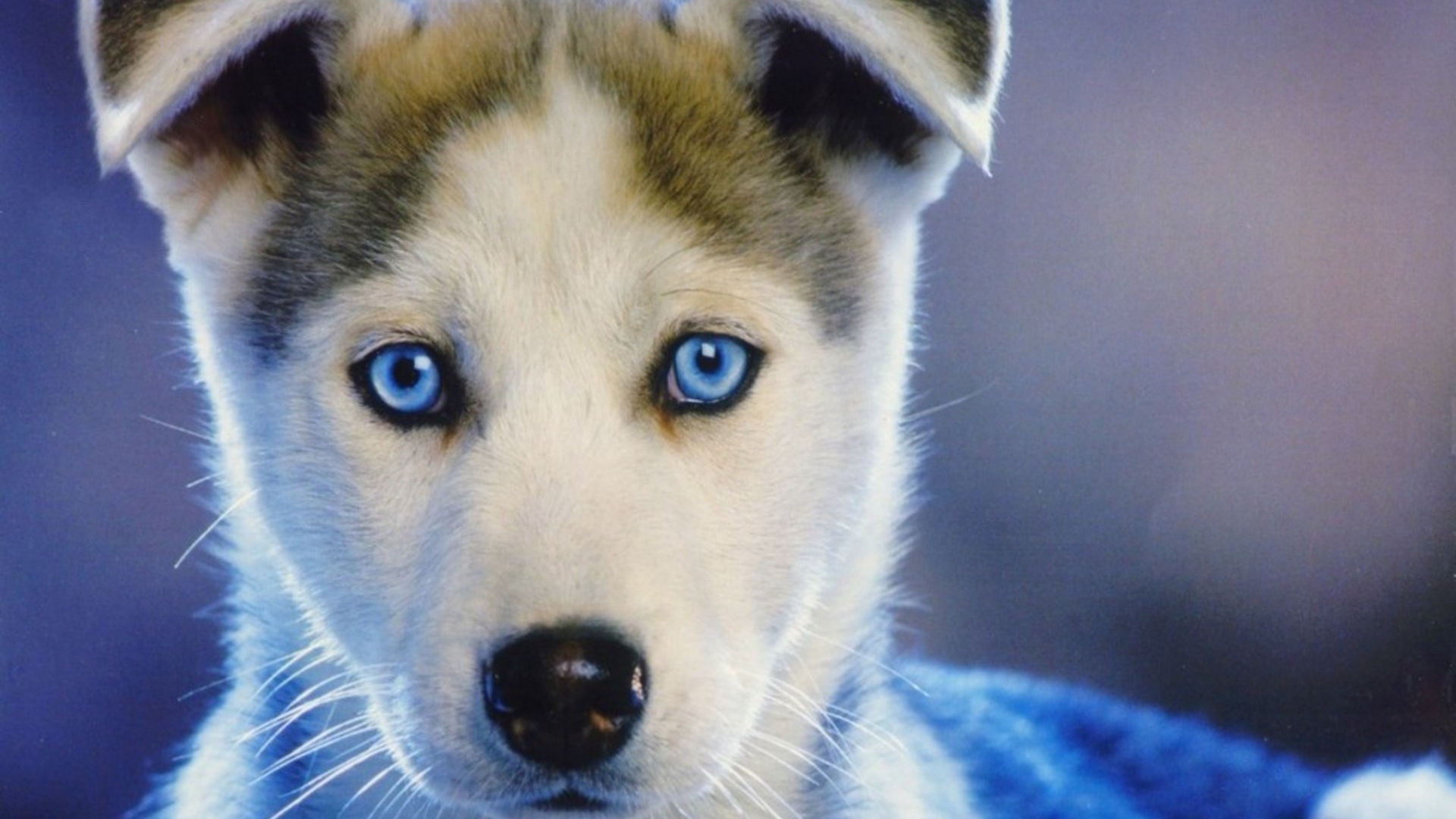 Baby Huskies Wallpaper Px, - Ojos Azul Perro Husky , HD Wallpaper & Backgrounds