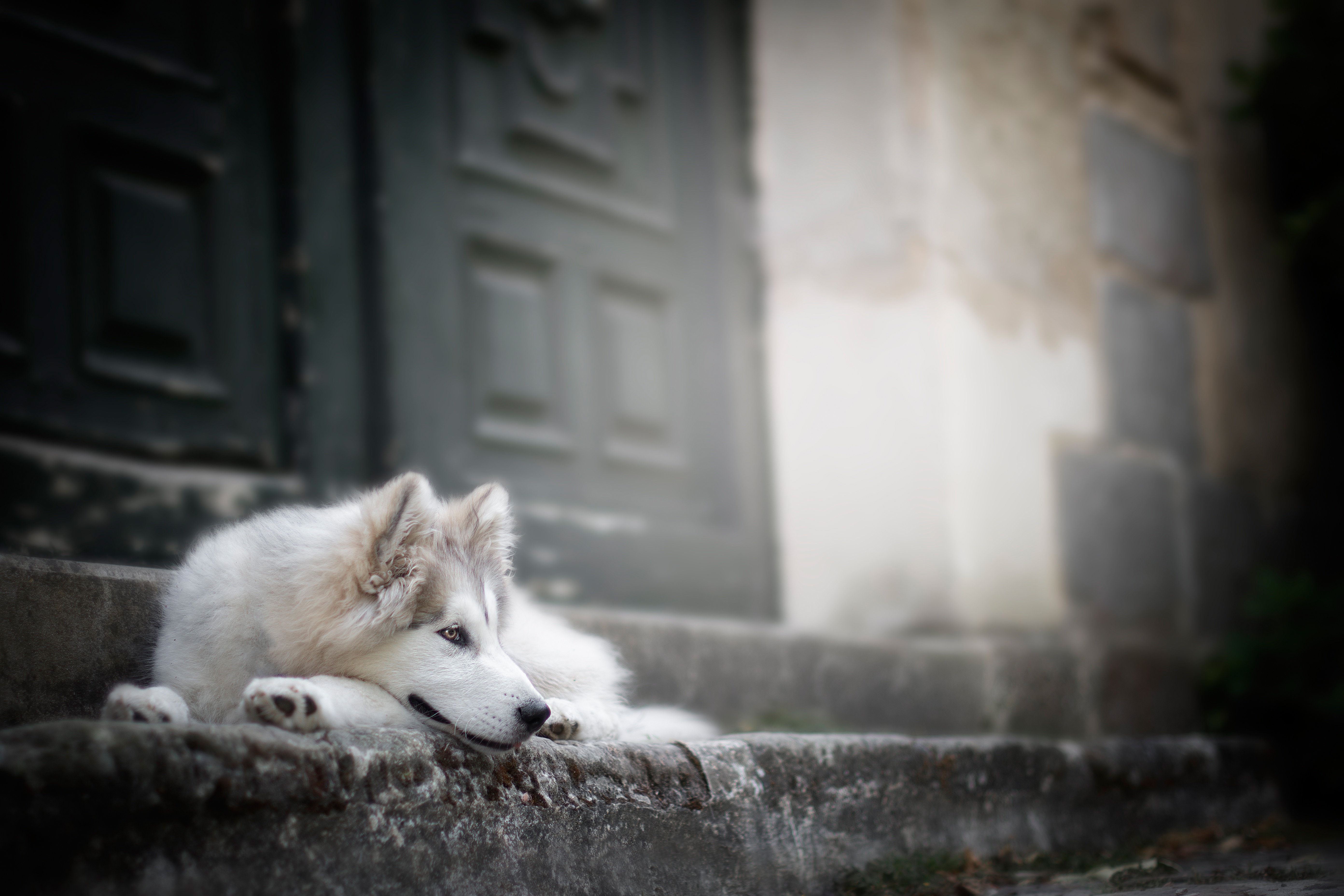 Wolfdog , HD Wallpaper & Backgrounds
