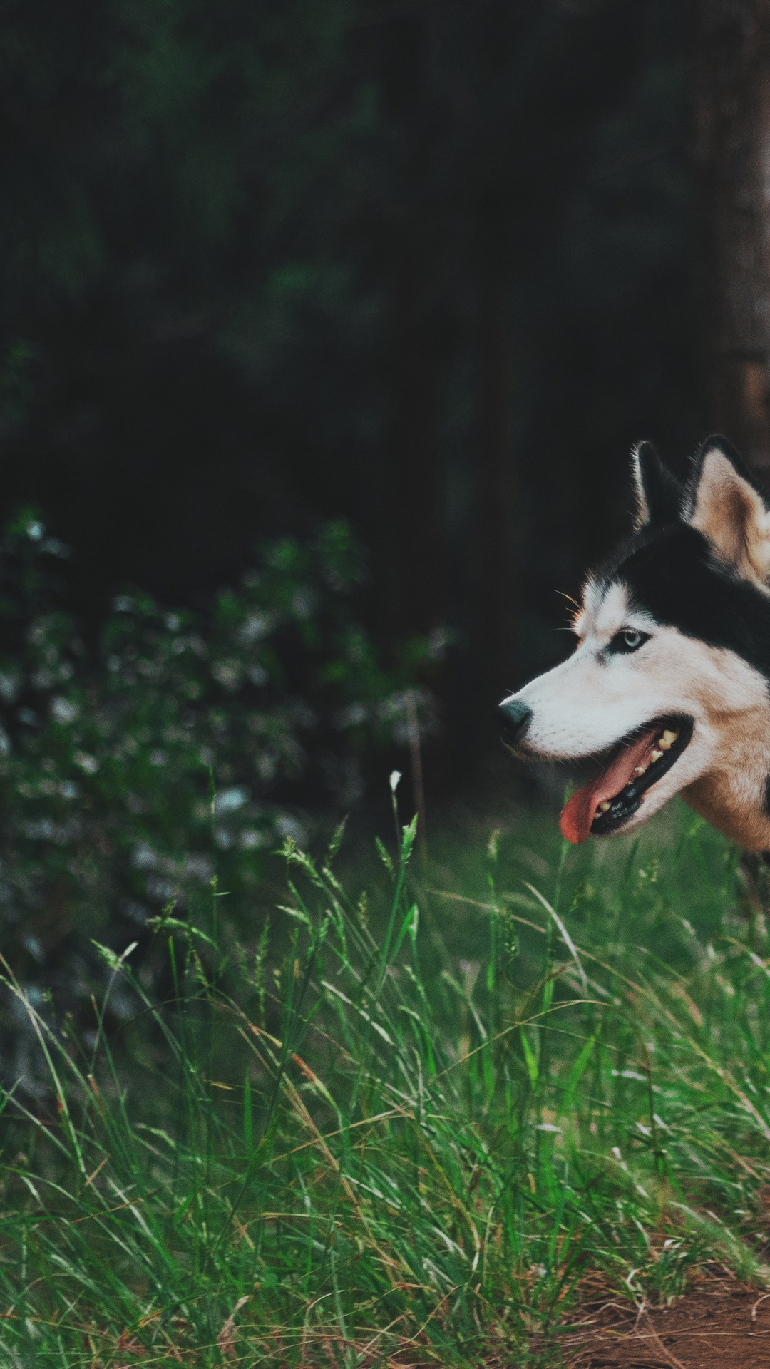 Siberian Husky, Dog Like Mammal, Sakhalin Husky, Dog, - Ultra Hd Husky Dog , HD Wallpaper & Backgrounds