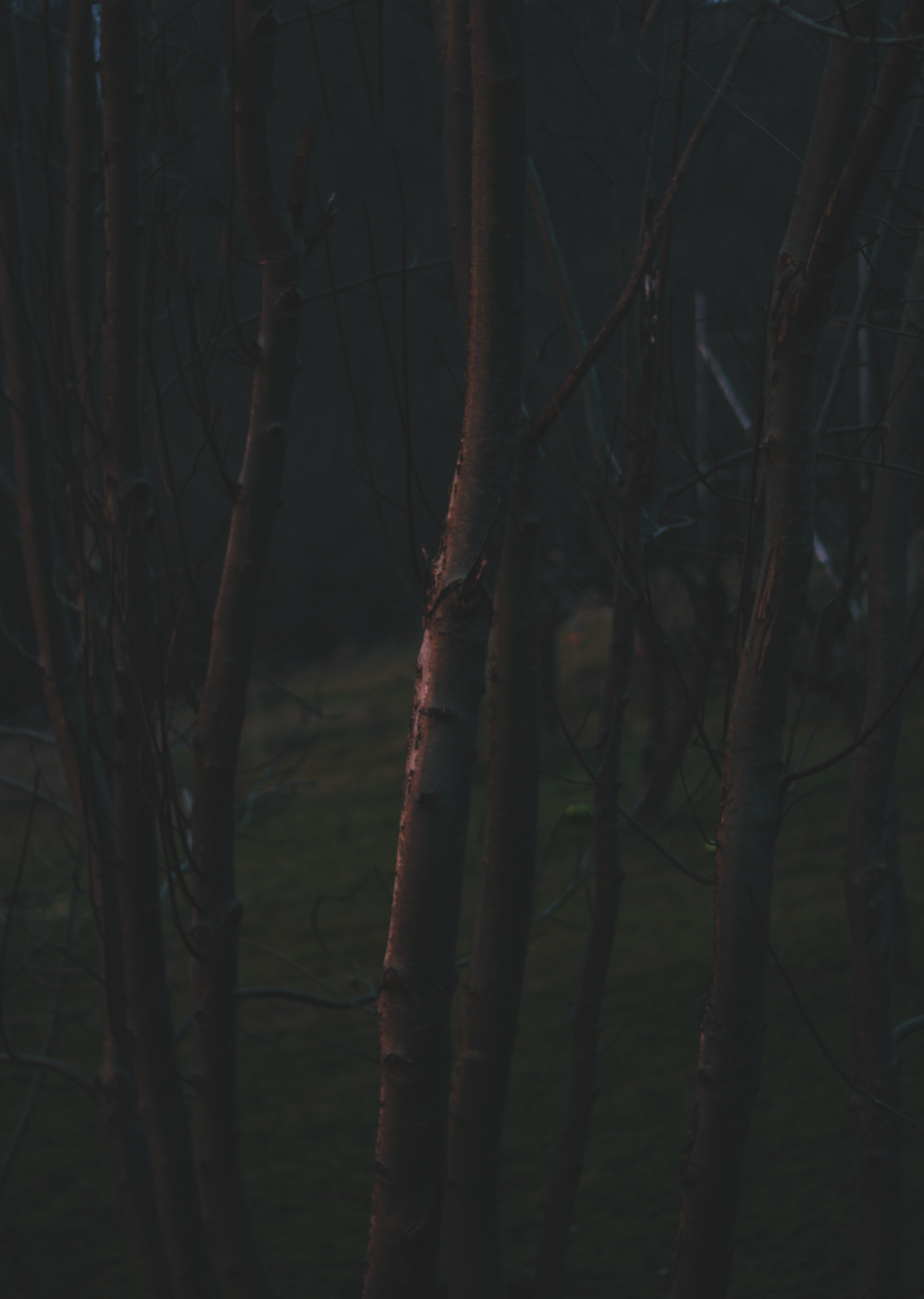 #3456x4856 Tree Wildness Moody And Dark Hd Wallpaper - Darkness , HD Wallpaper & Backgrounds