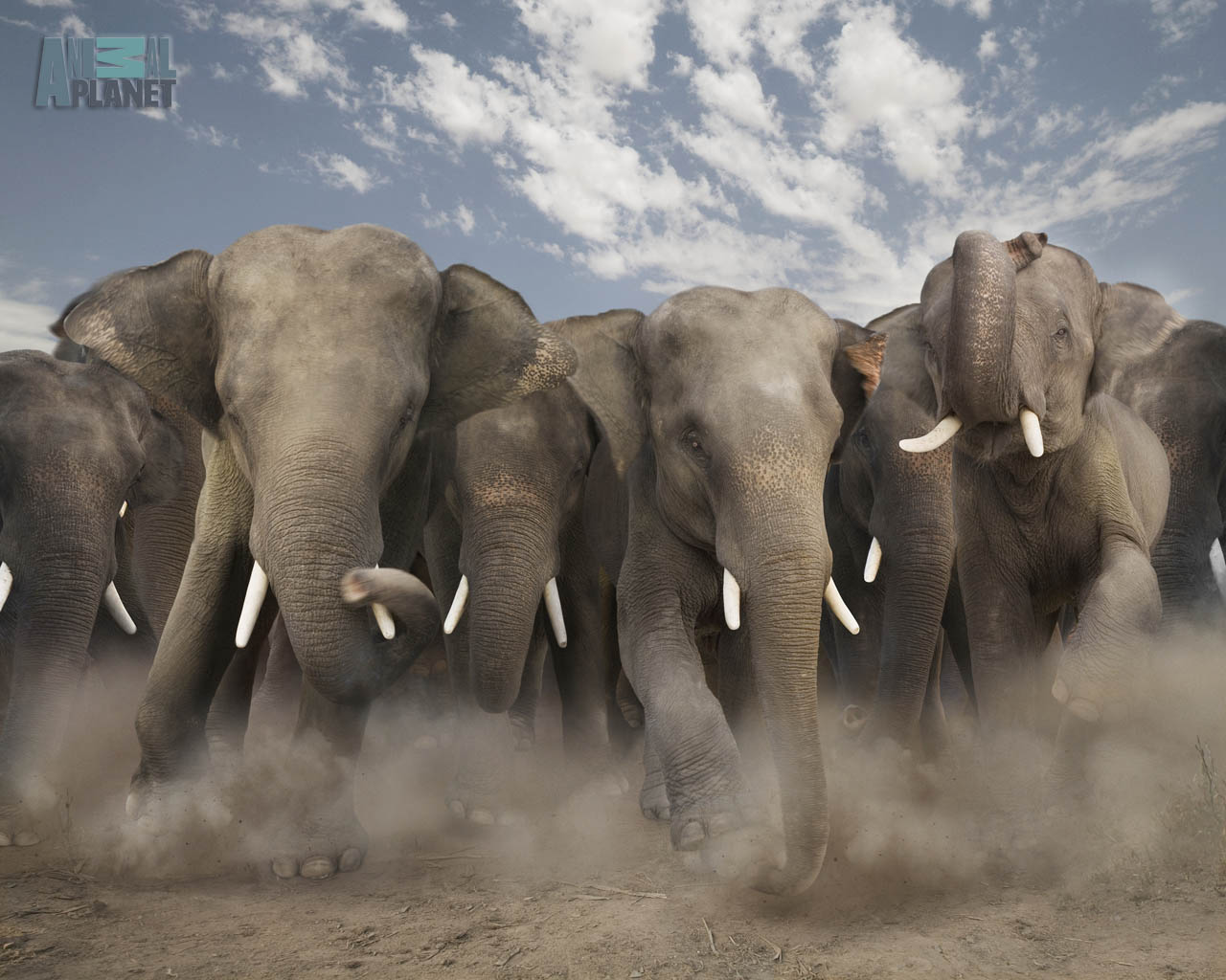 Wild Elephant Animals Desktop Wallpapers , HD Wallpaper & Backgrounds