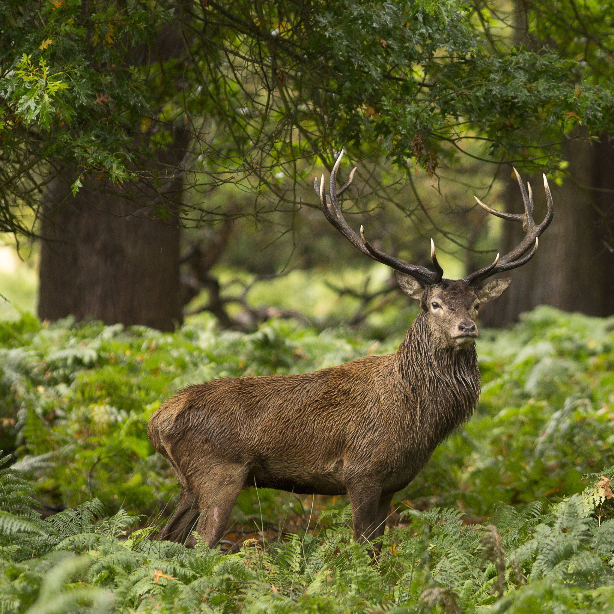 Stag Wallpapers - Wild Animals In Forest , HD Wallpaper & Backgrounds