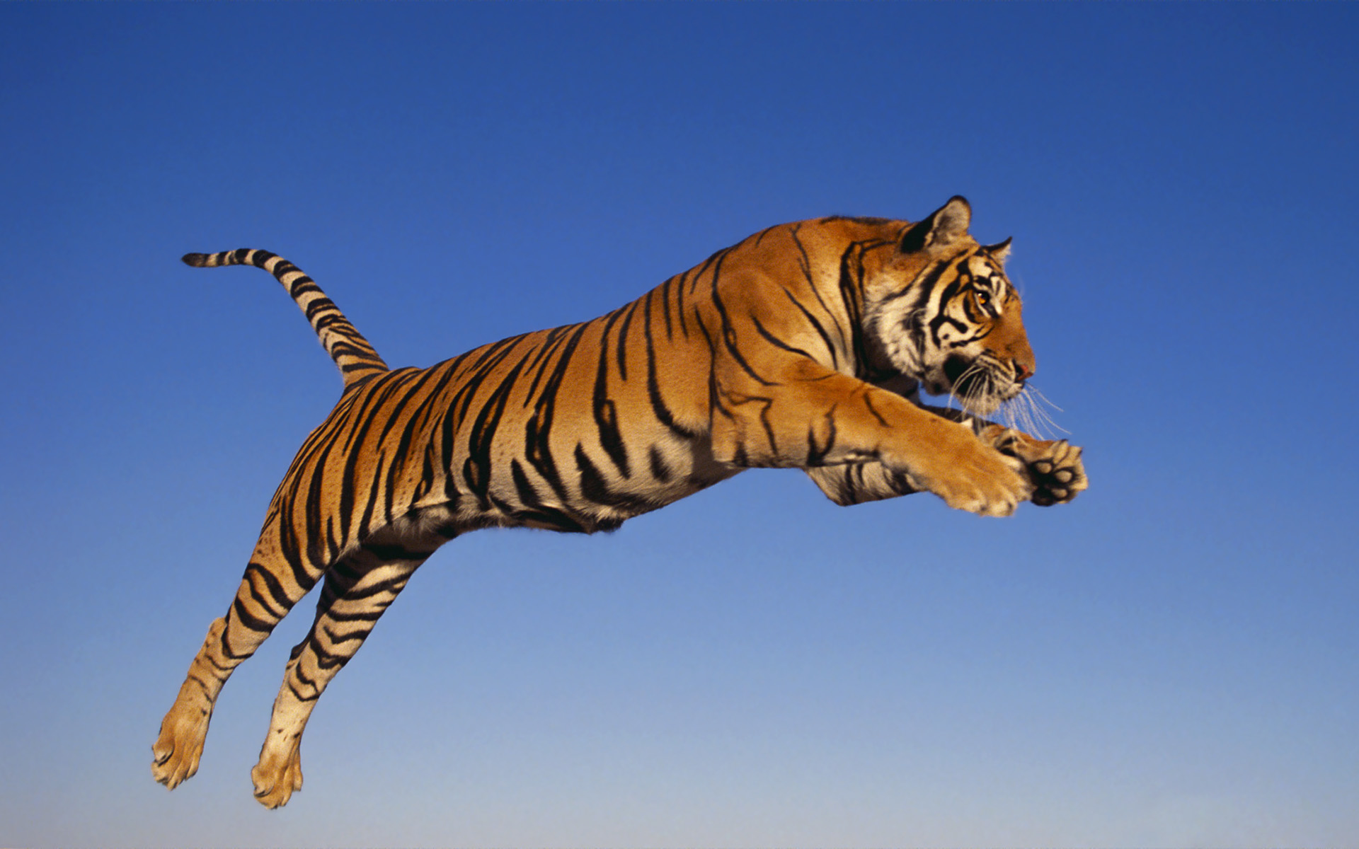 Download Free Bengal Tiger Wallpaper - Bengal Tigers , HD Wallpaper & Backgrounds