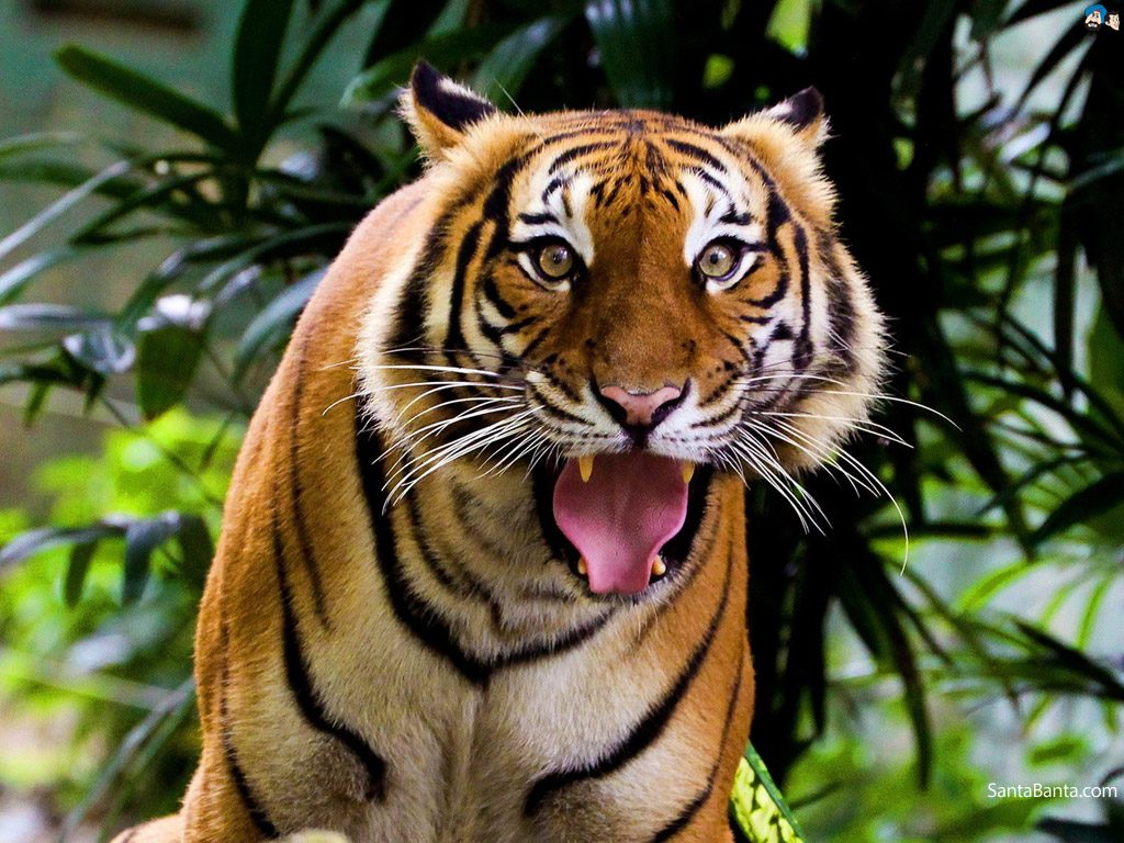 Tigers Hd Photo Download , HD Wallpaper & Backgrounds